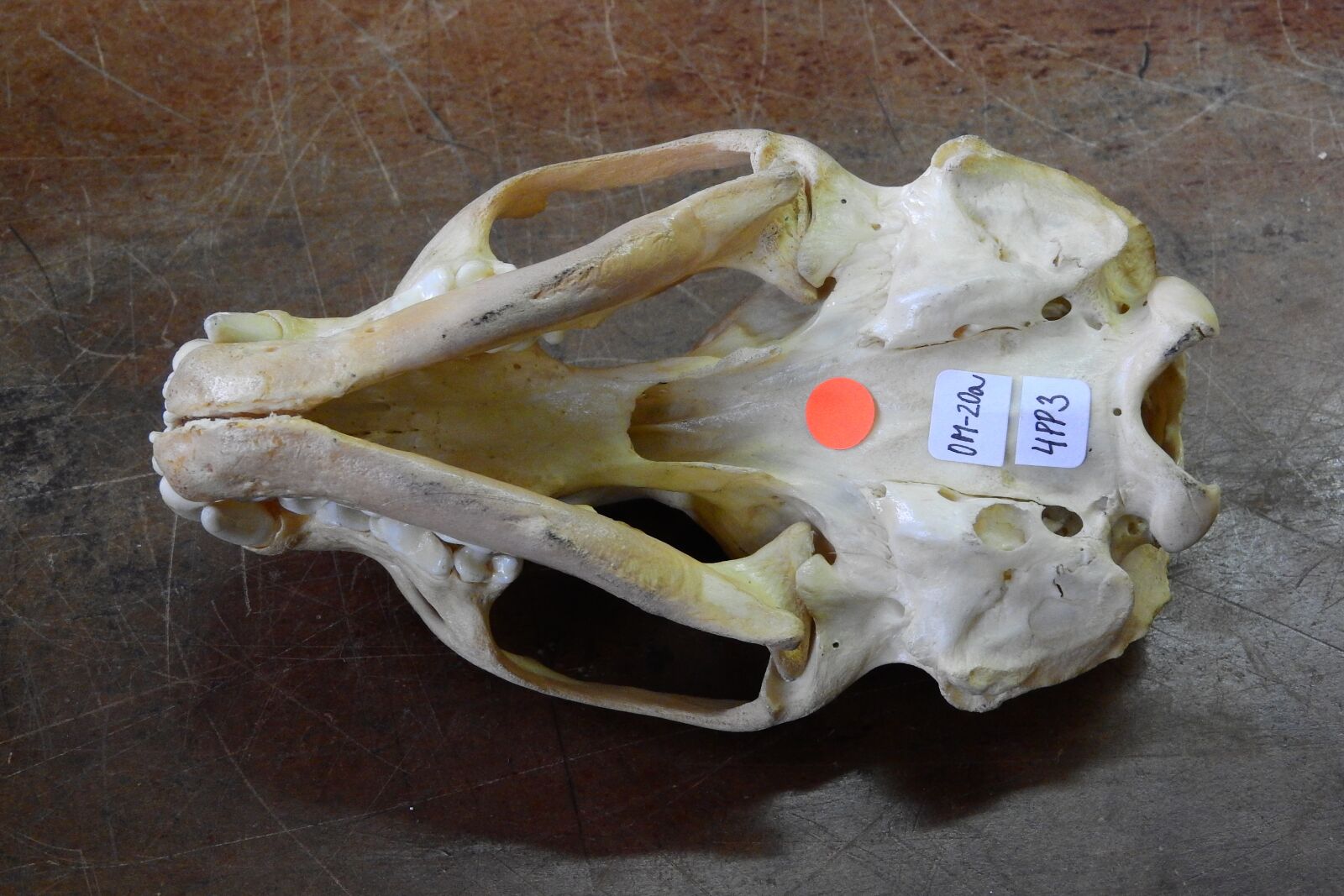 Nikon Coolpix P610 sample photo. Skull, skeleton, bone photography