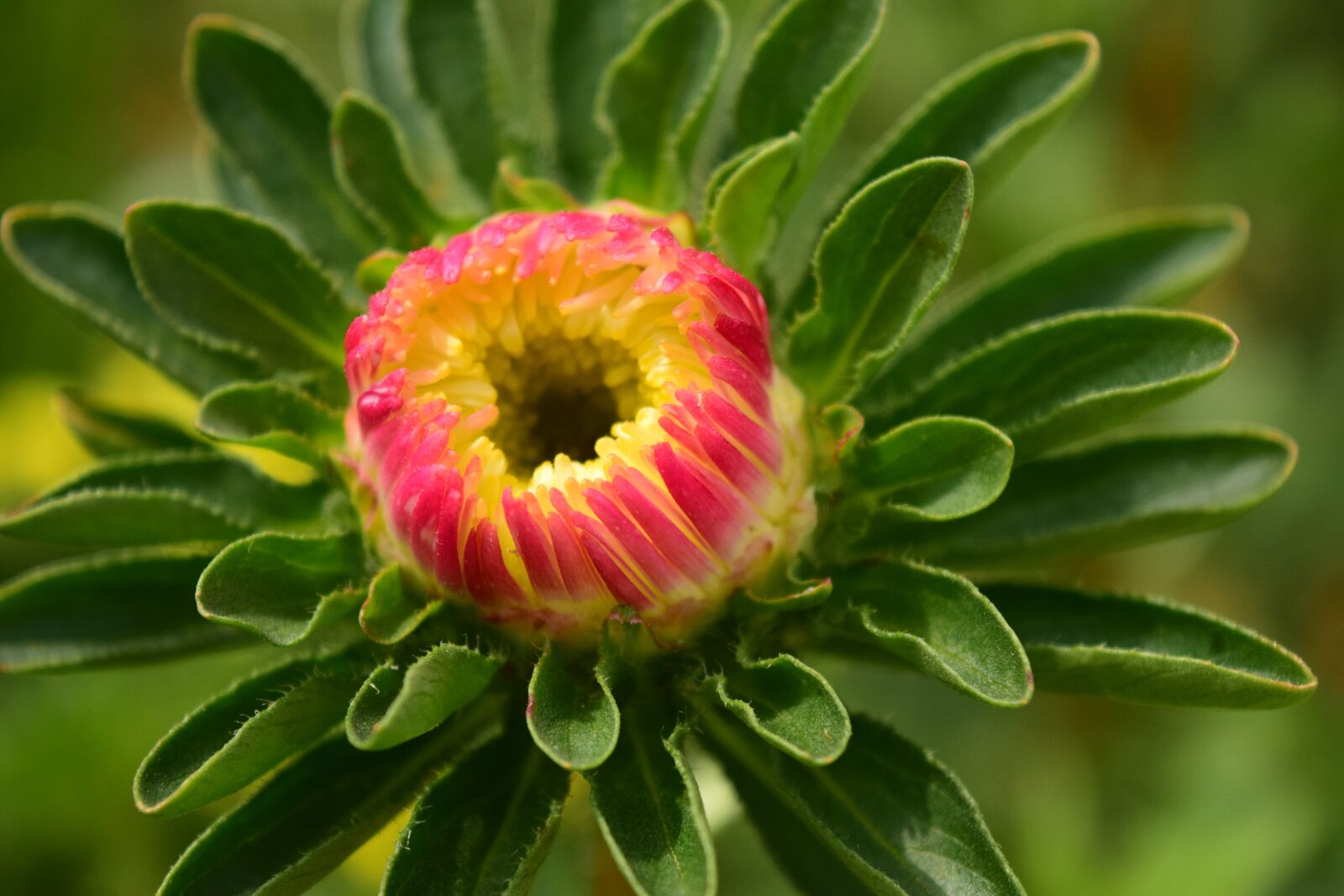 Nikon D3300 sample photo. Dahlia, blossom, bloom photography
