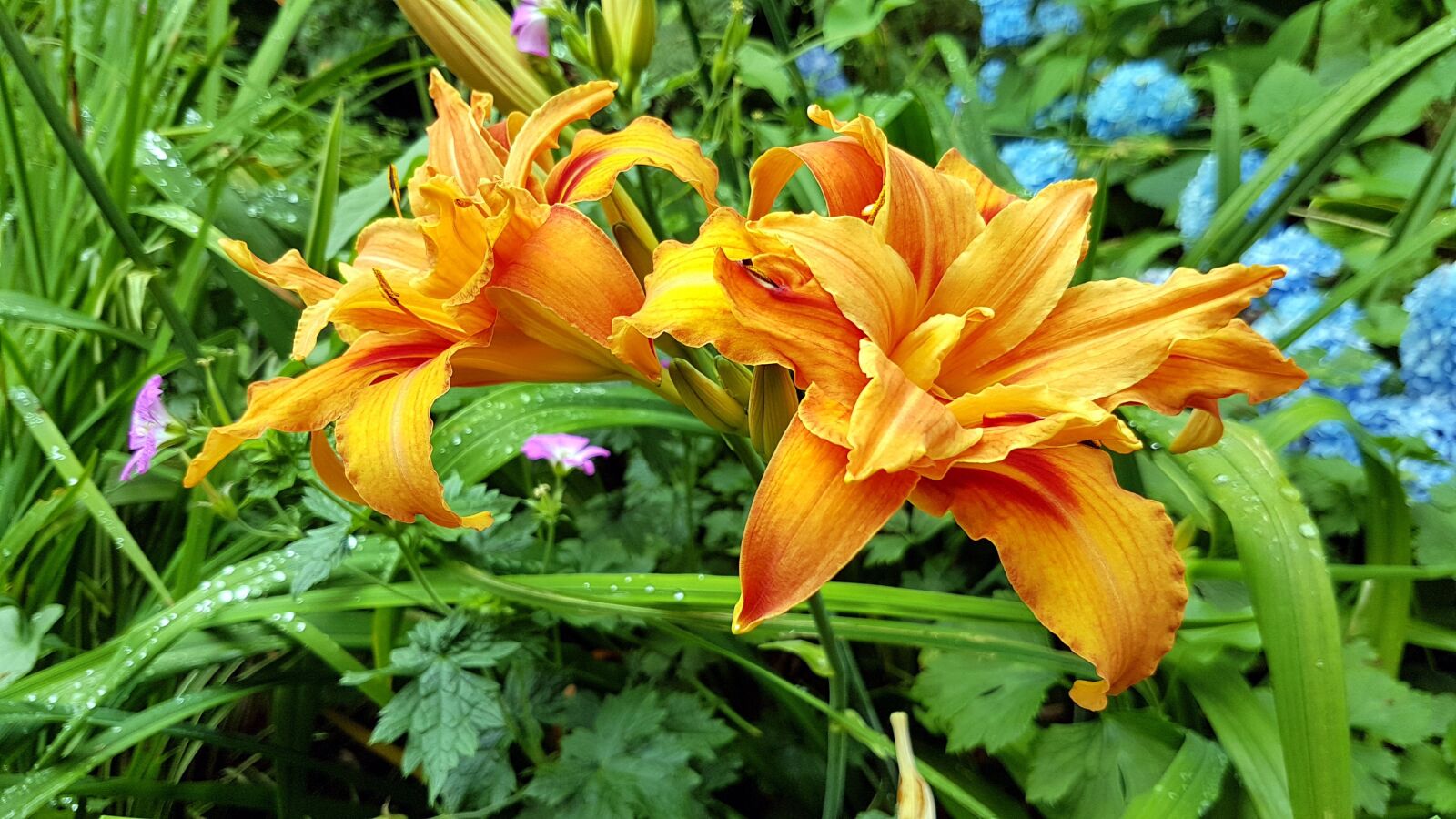 Samsung Galaxy S7 Edge sample photo. Yellow, summer, flower photography