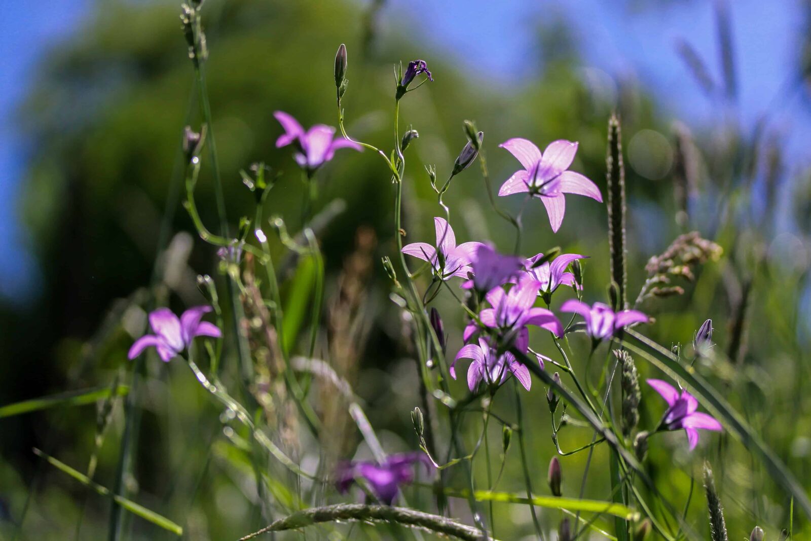 Canon EOS 1100D (EOS Rebel T3 / EOS Kiss X50) sample photo. Leaf, wildflower, field, summer photography