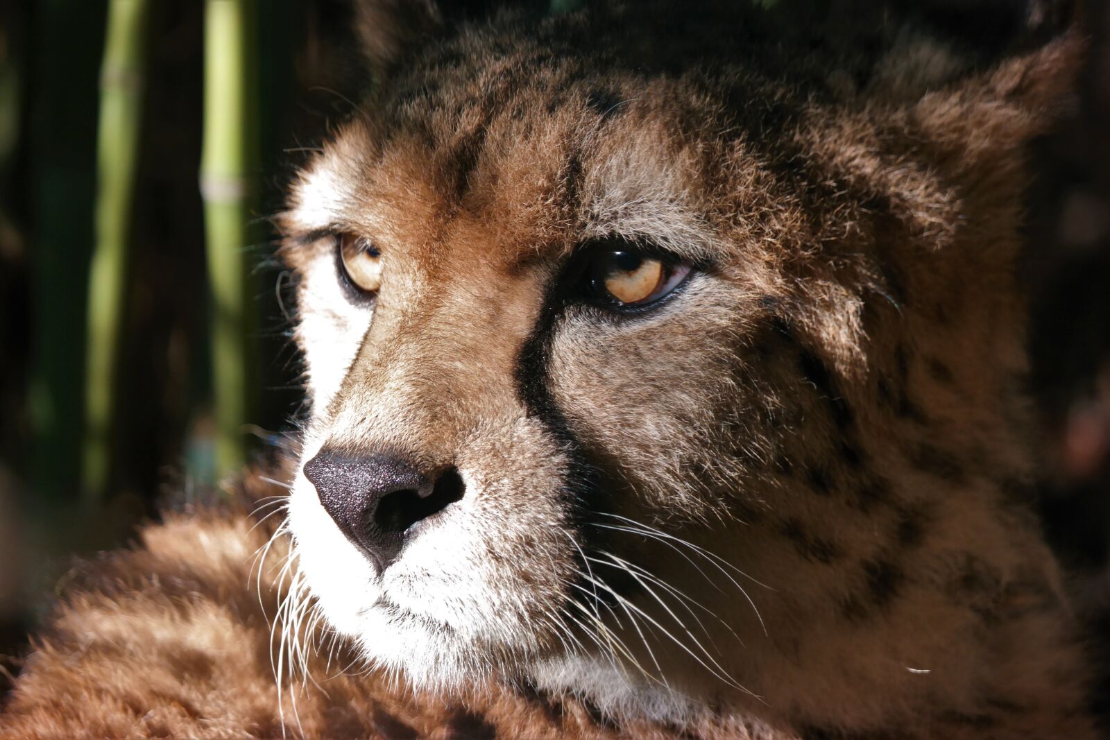 Samsung NX30 + NX 50-200mm F4-5.6 sample photo. Cheetah, animal portrait, big photography