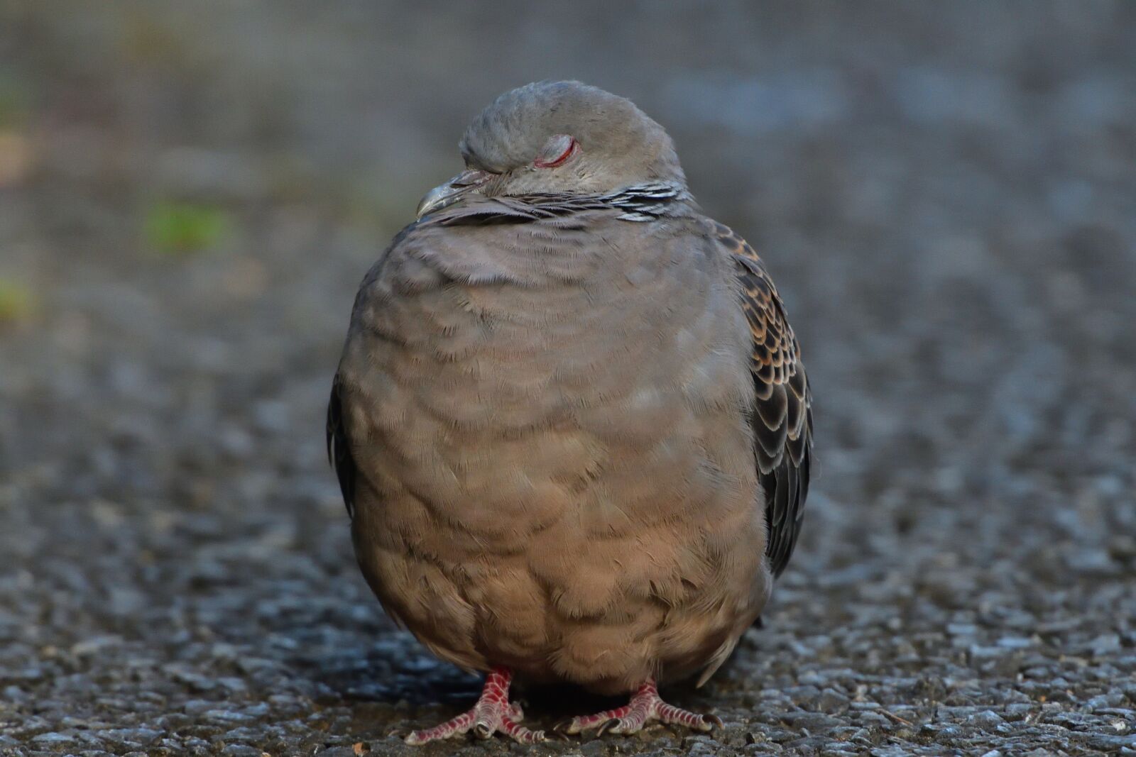 Nikon D500 sample photo. Natural, wild animals, bird photography