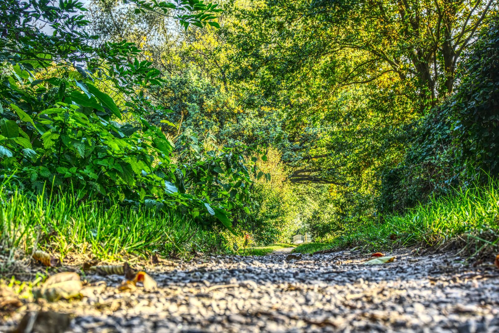 Sony a6000 sample photo. Forest, forest path, leaves photography