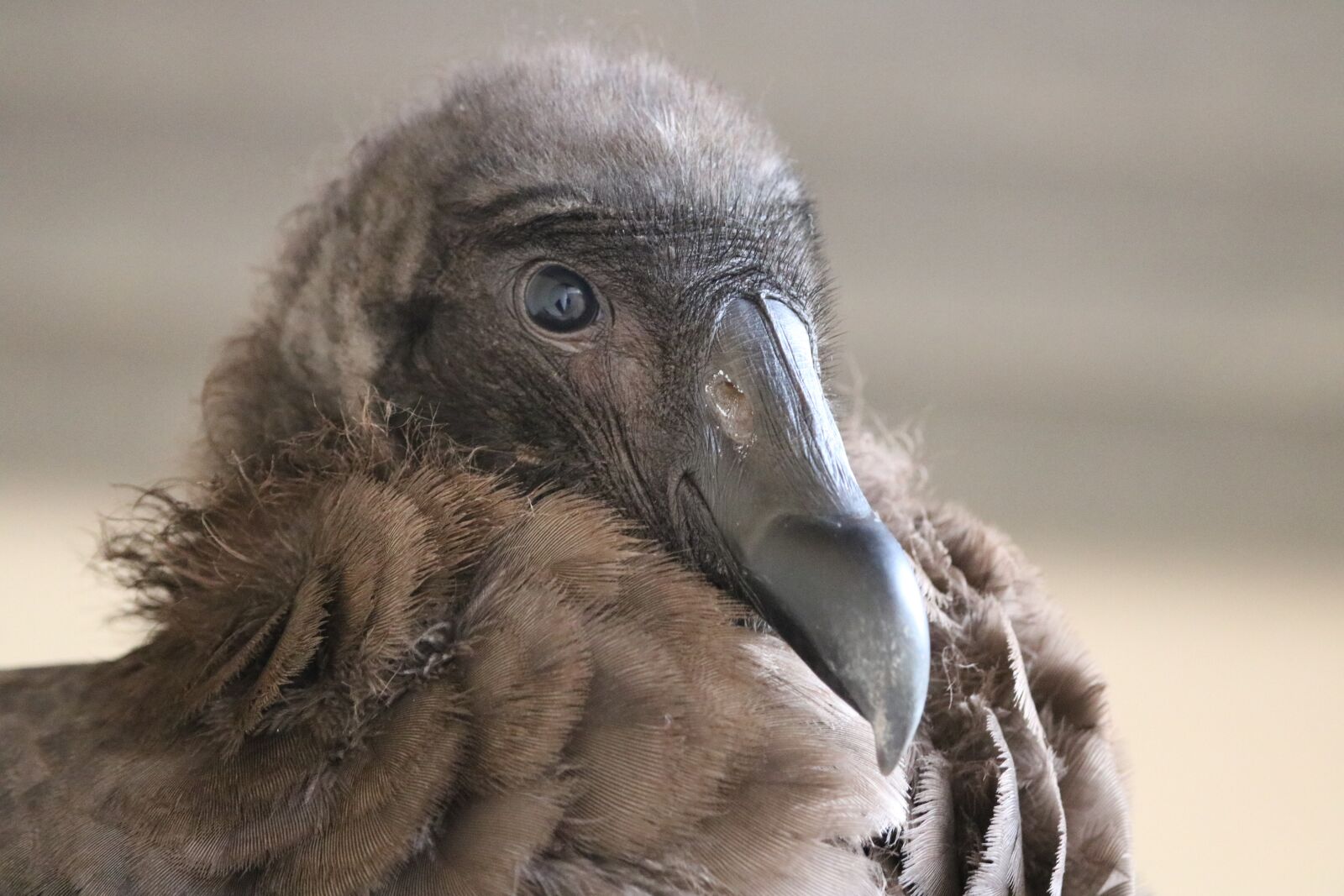 Canon EOS 760D (EOS Rebel T6s / EOS 8000D) sample photo. Condor, bird, feathers photography