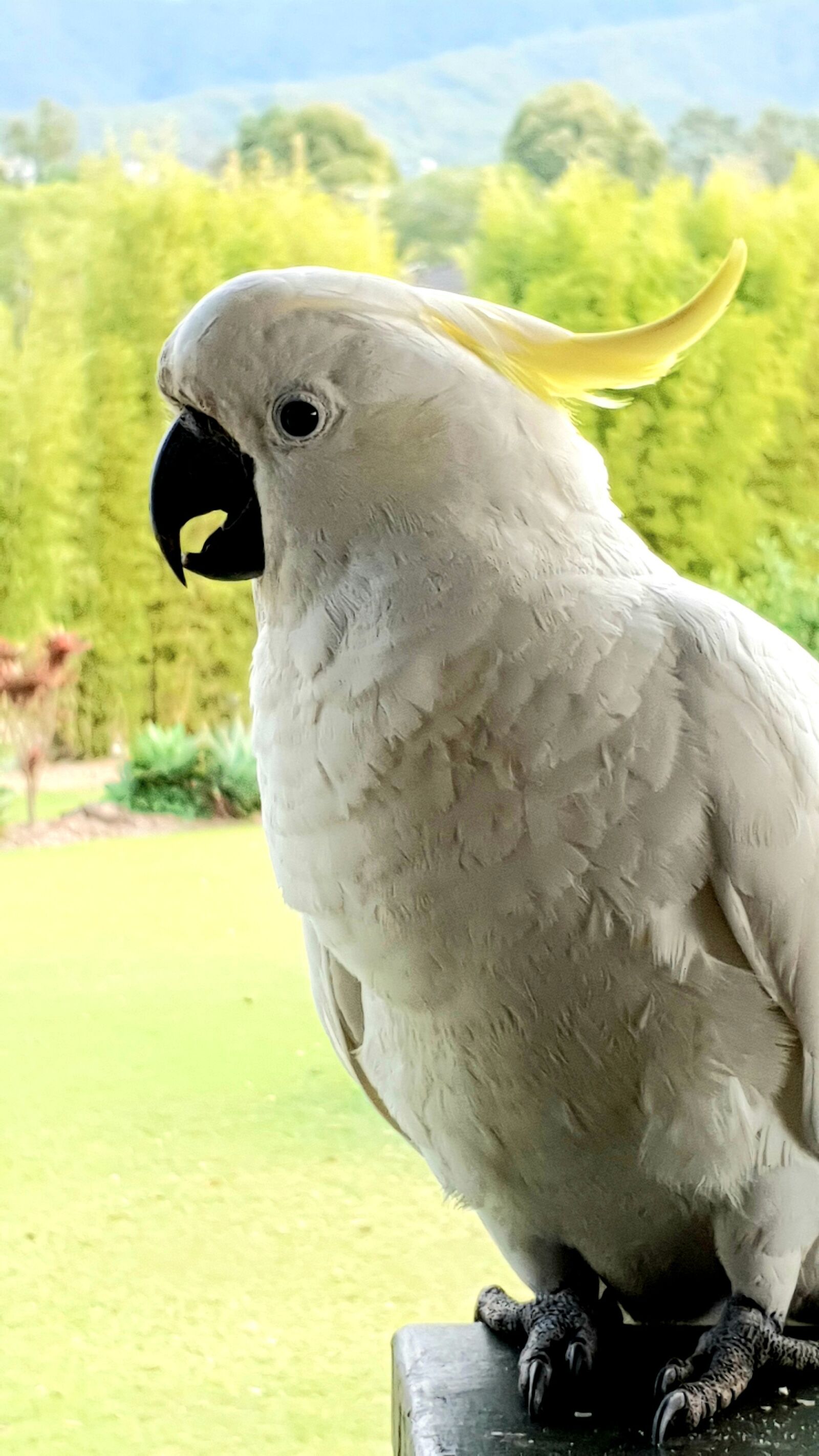 Samsung Galaxy S10 sample photo. Cockatoo, australian birds, australia photography