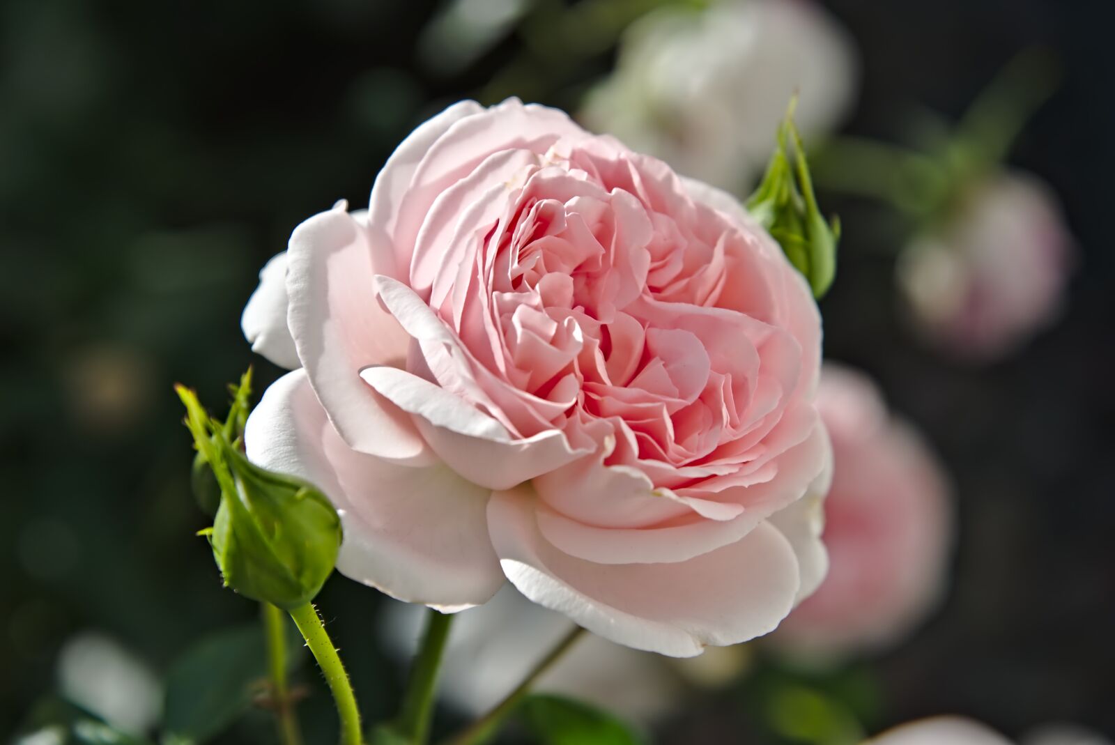 Nikon D750 sample photo. Rose, rose petals, old photography