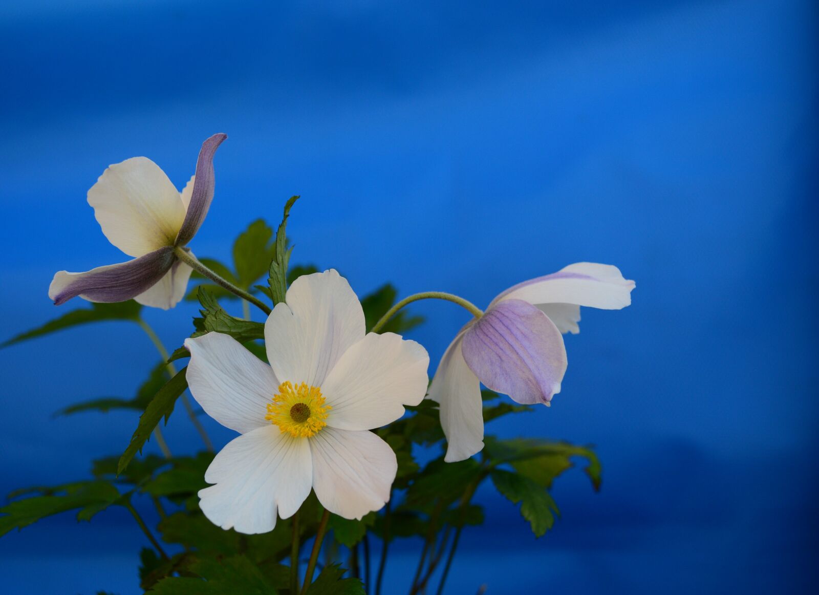 Nikon D3200 sample photo. Anemone, white, flower photography