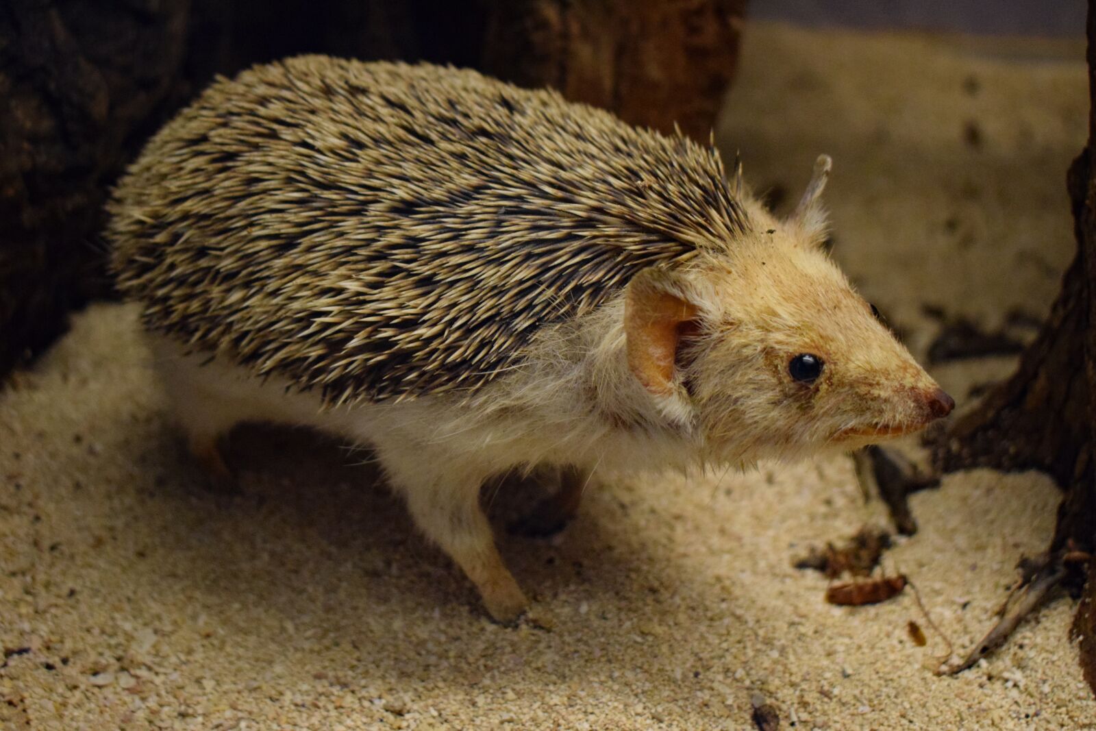 Nikon D3300 sample photo. Hedgehog, animal, cute photography
