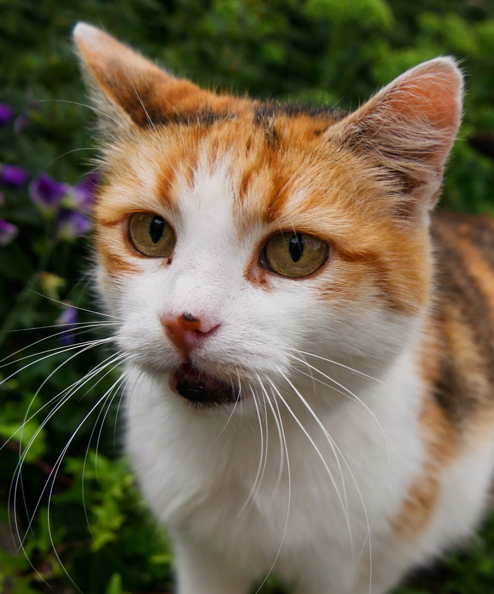 Panasonic DMC-G70 sample photo. Animal, cat, pet photography