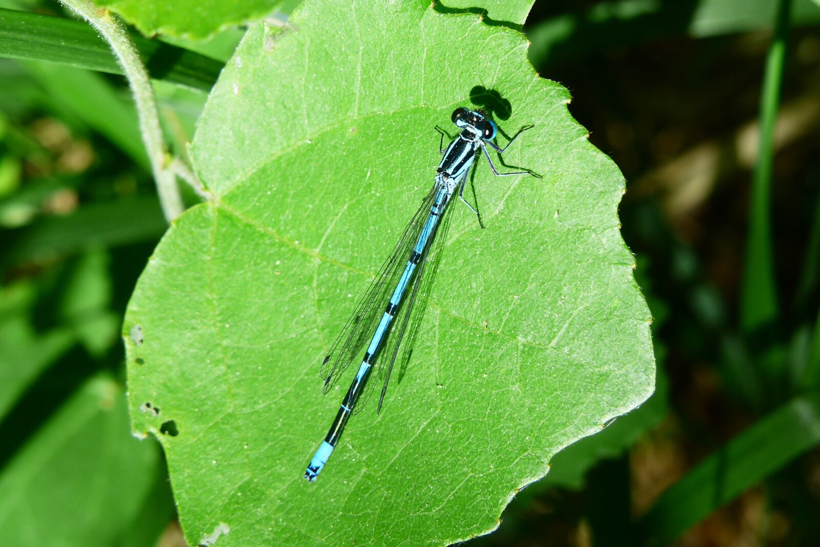 Panasonic Lumix DMC-FZ200 sample photo. Animals, invertebrates, insect photography