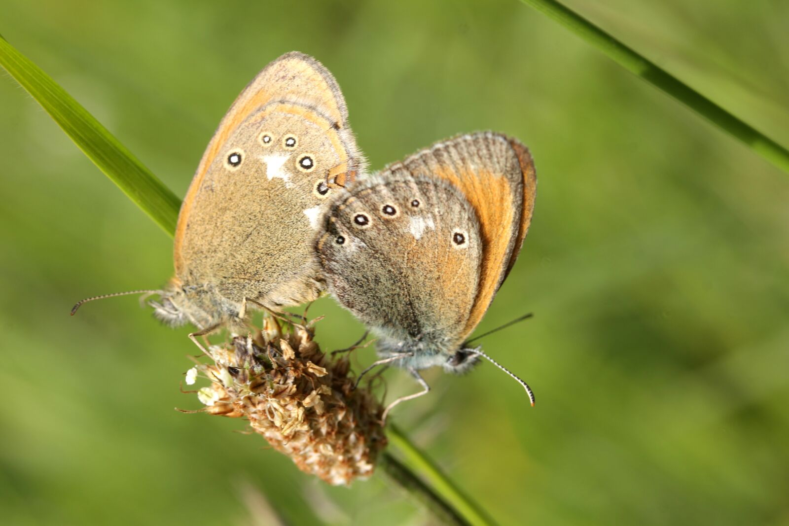 Canon EF-S 60mm F2.8 Macro USM sample photo. Butterflies, meadow, karol p photography