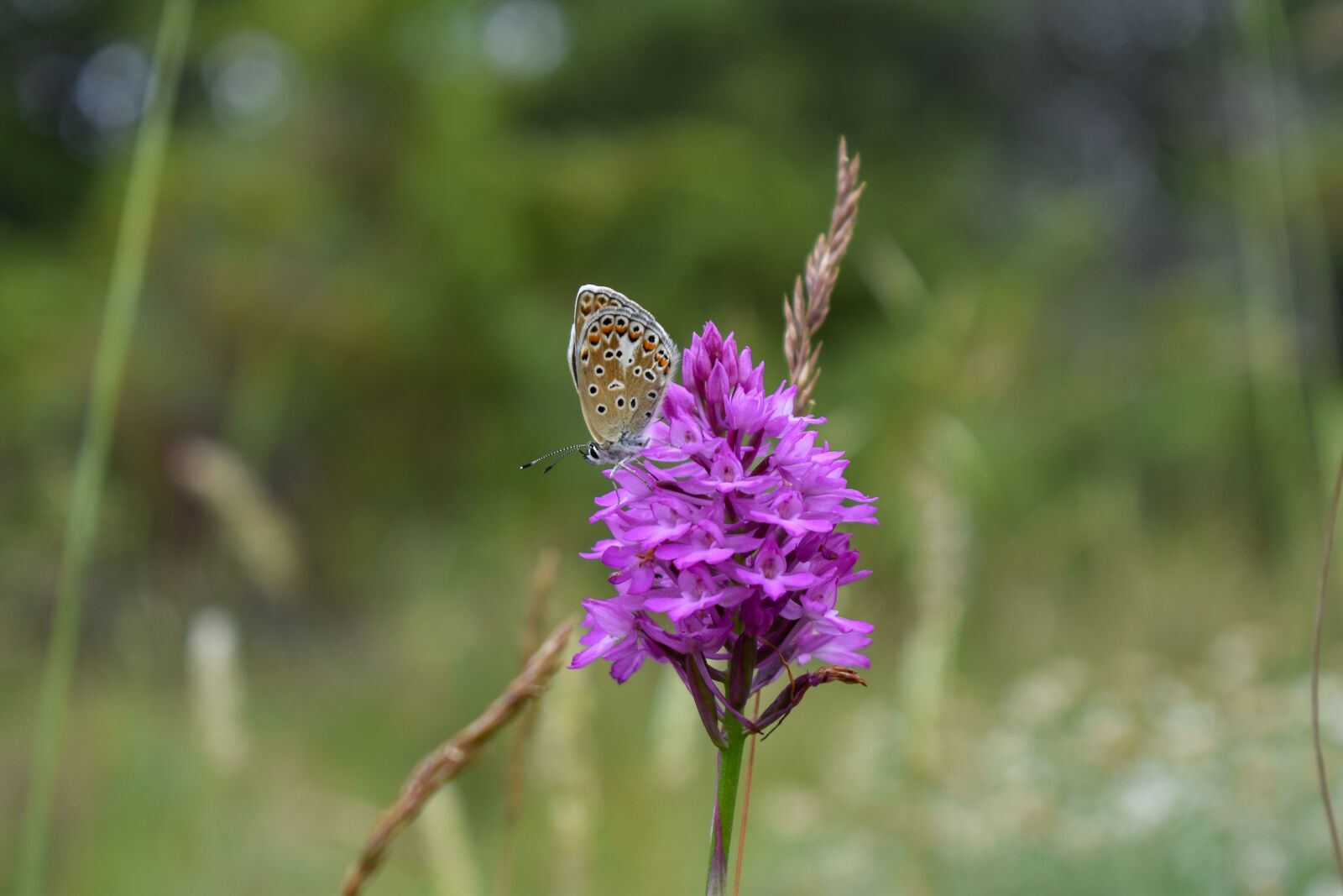 Nikon D5600 sample photo. Butterfly, insects, flower photography