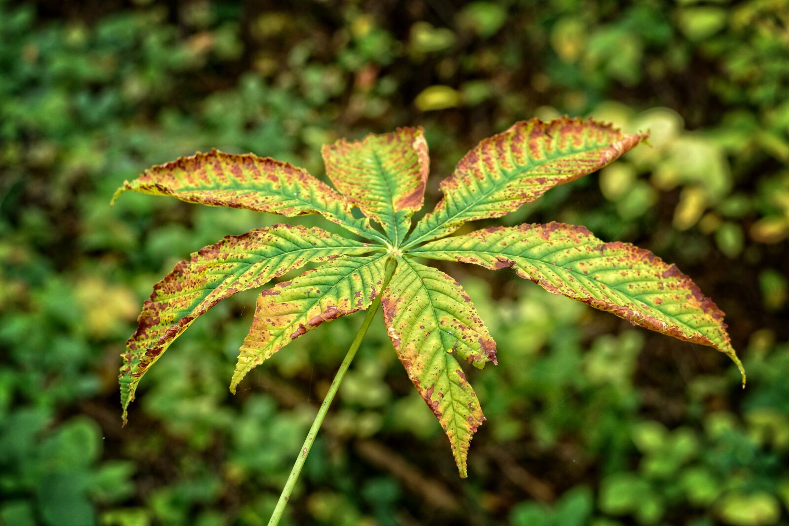 Nikon D7100 sample photo. Autumn leaf, leaf, autumn photography
