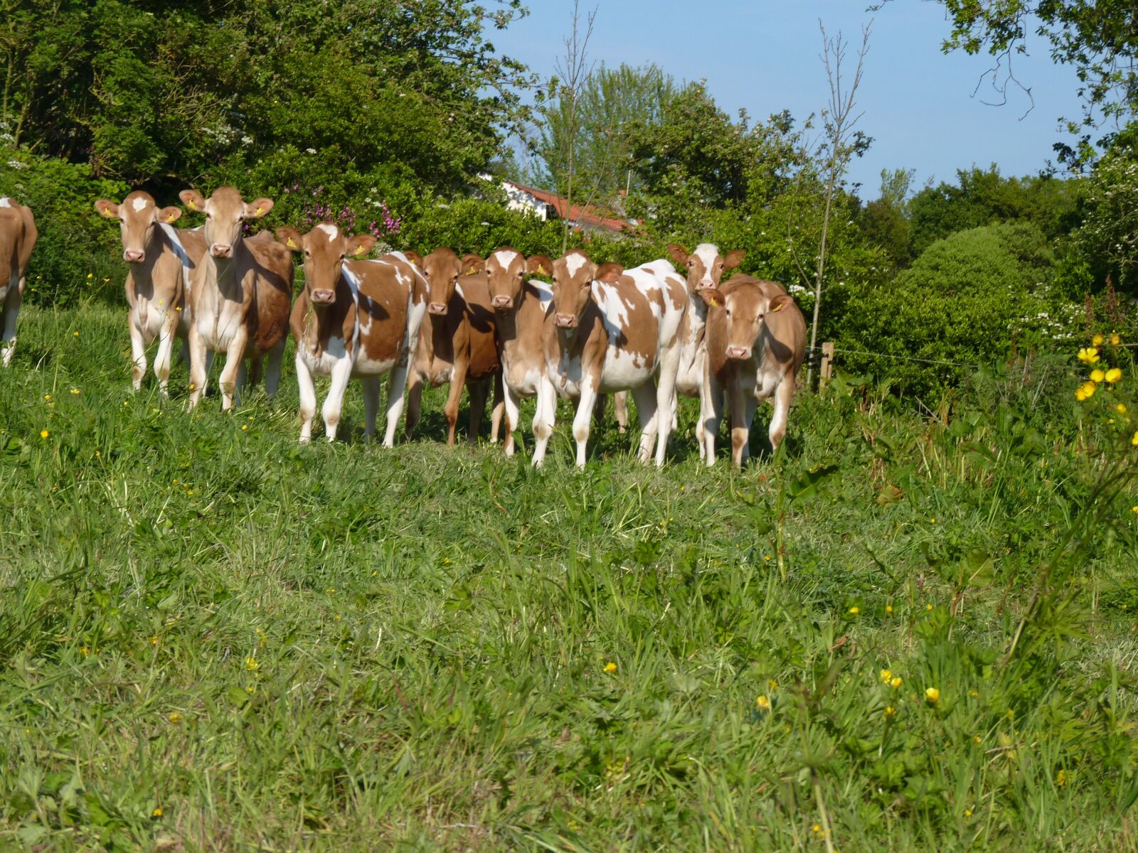 Panasonic Lumix DMC-FZ35 (Lumix DMC-FZ38) sample photo. Guernsey heifers, cows, cows photography