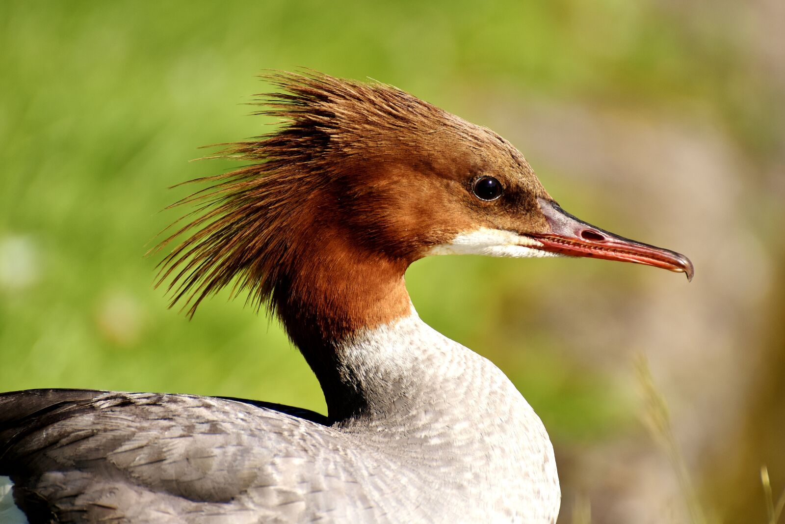 Nikon D7200 sample photo. Merganser, mergus merganser, duck photography