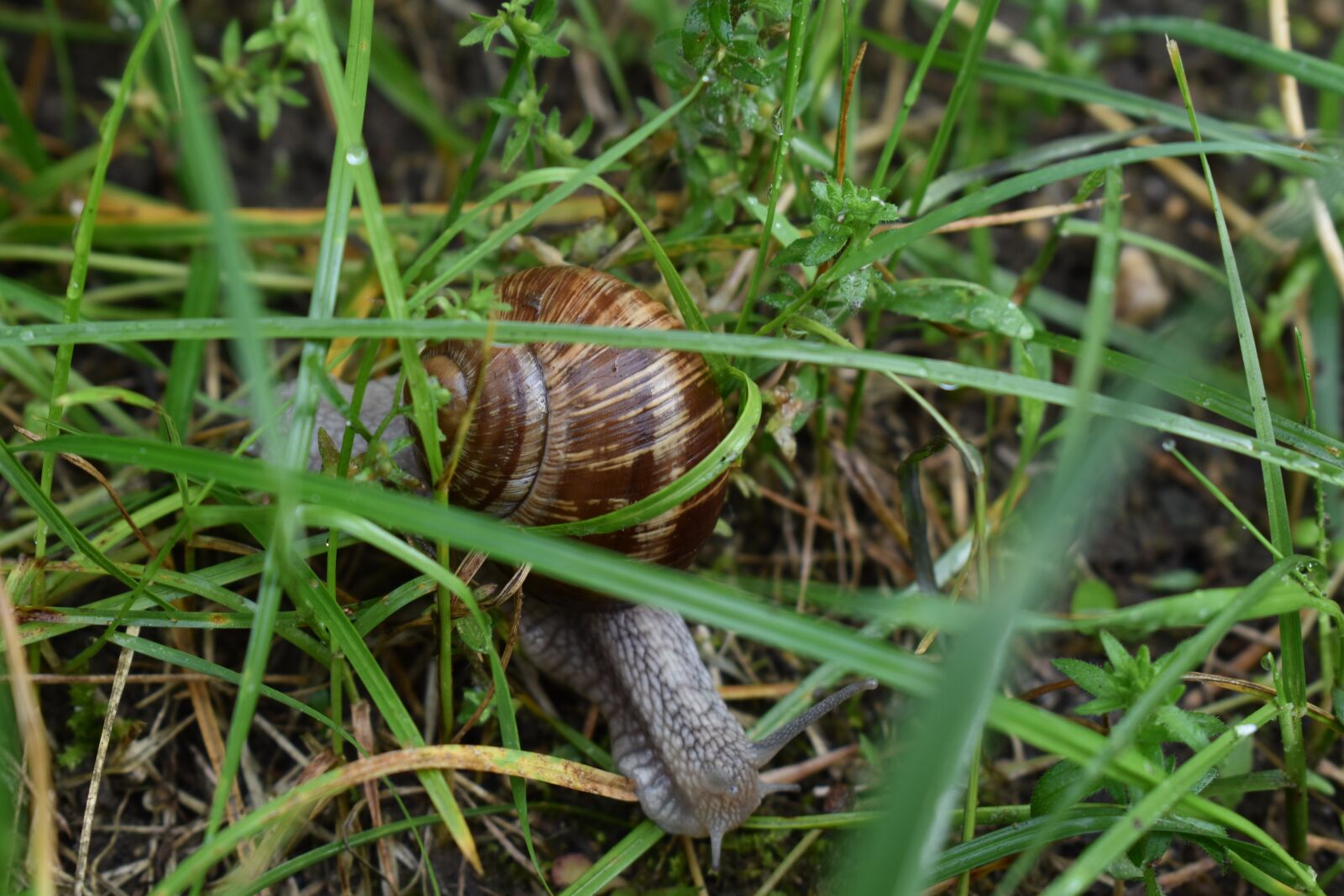 Nikon D3500 sample photo. Snail, nature, rain photography