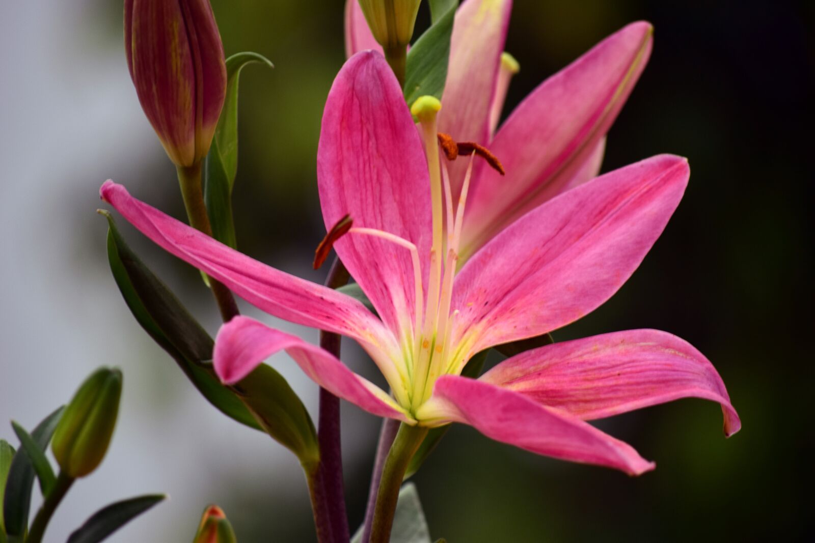 Nikon D5300 sample photo. Lily, flower, pink photography