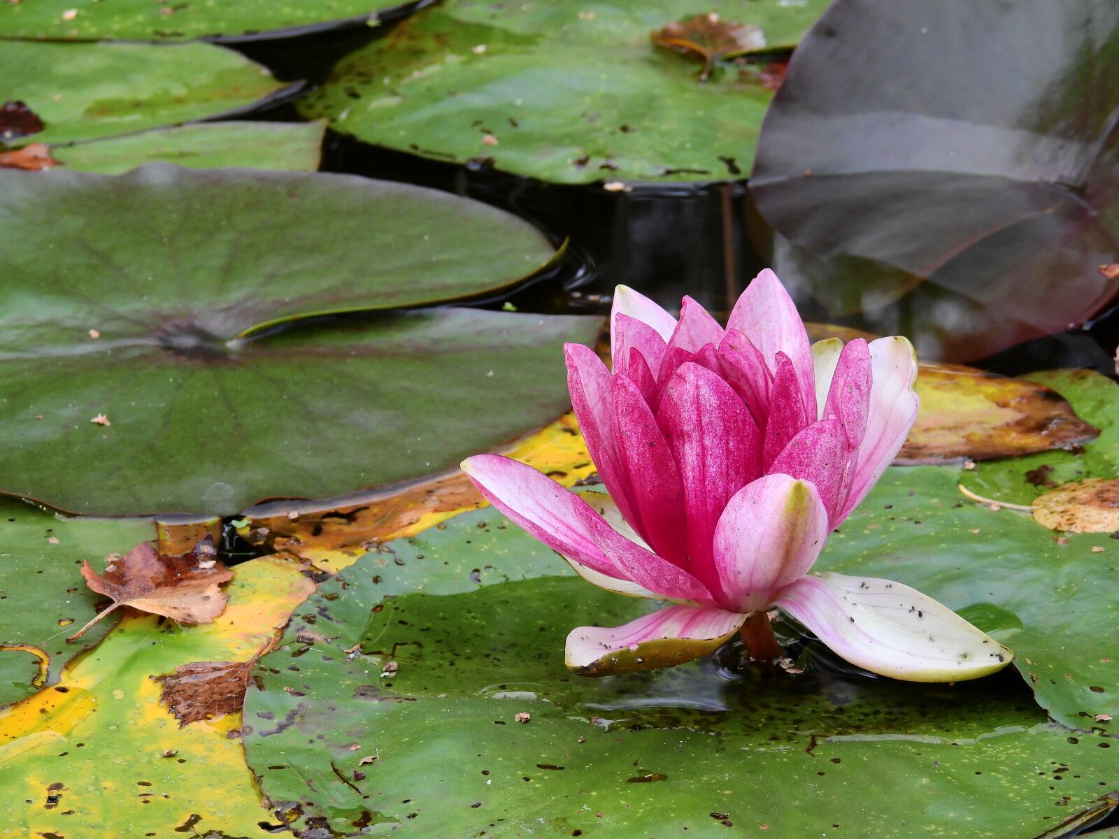 Nikon Coolpix P900 sample photo. Flower, water, lake photography