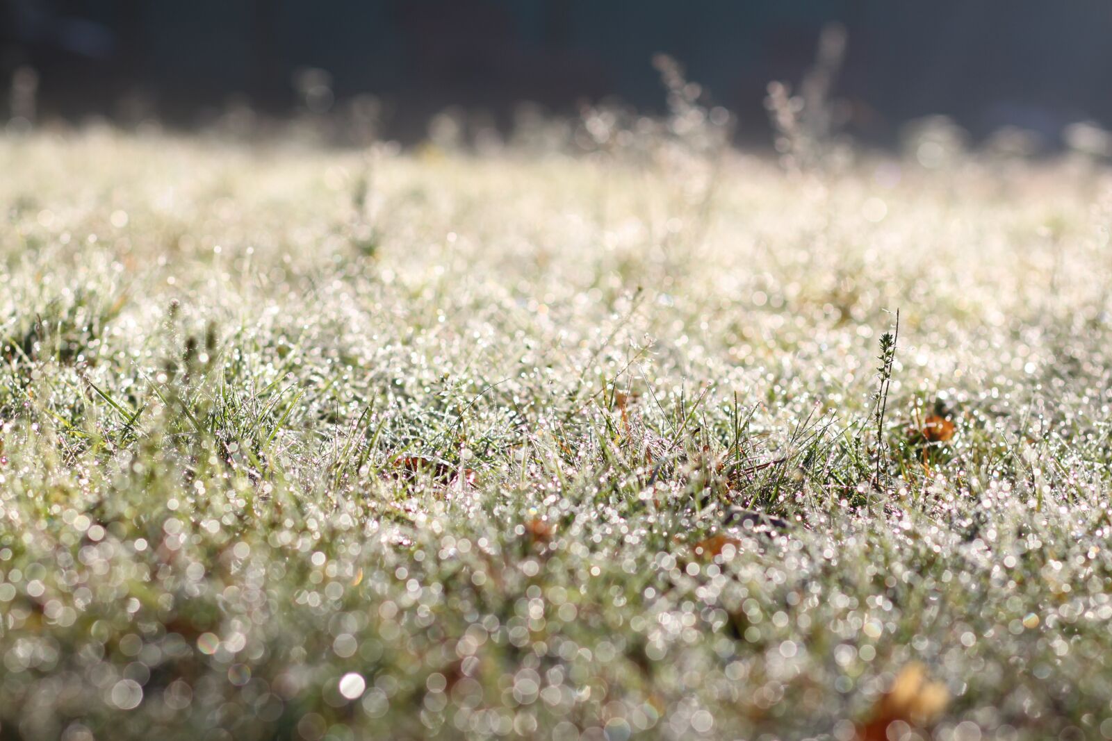 Canon EOS 500D (EOS Rebel T1i / EOS Kiss X3) sample photo. Meadow, rosa, autumn photography
