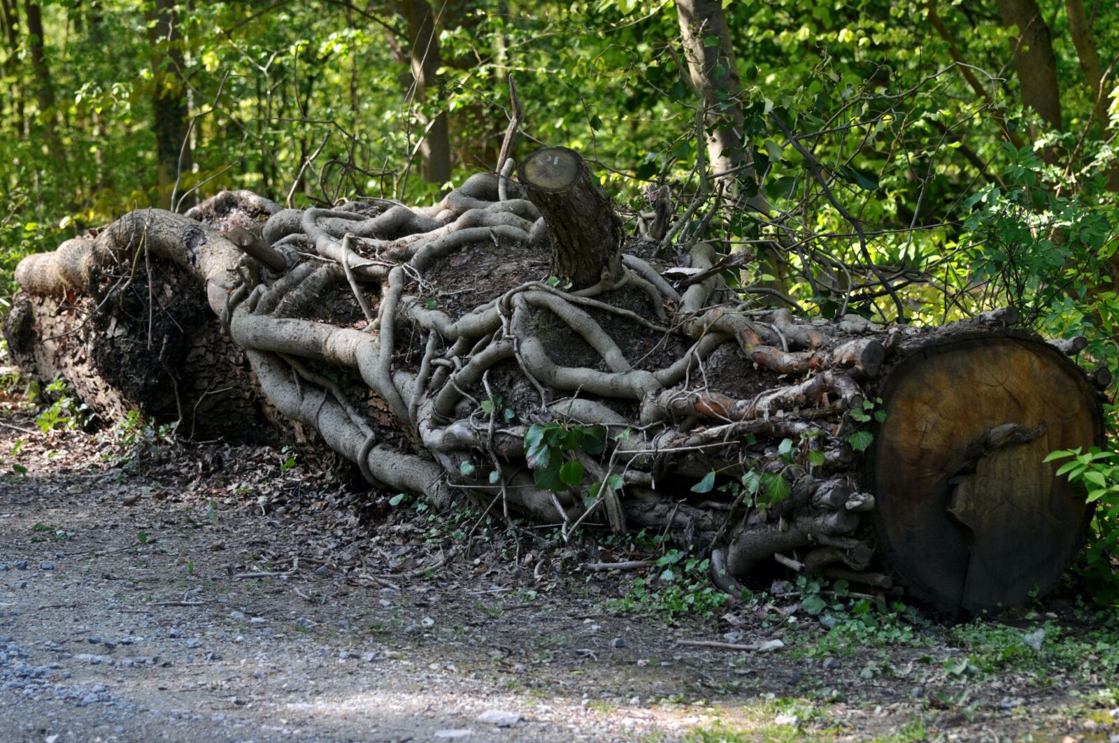 Nikon D300 sample photo. Log, lying, root photography