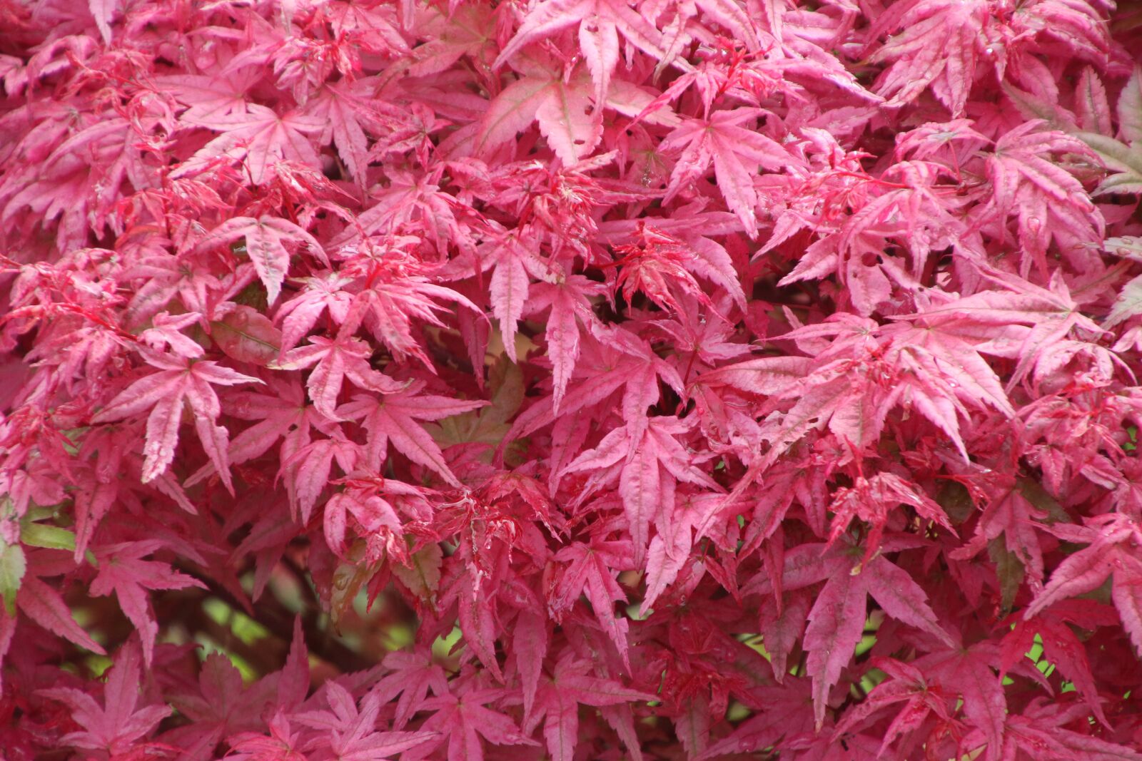 Canon EOS 7D Mark II sample photo. Autumn, leaves, country, garden photography