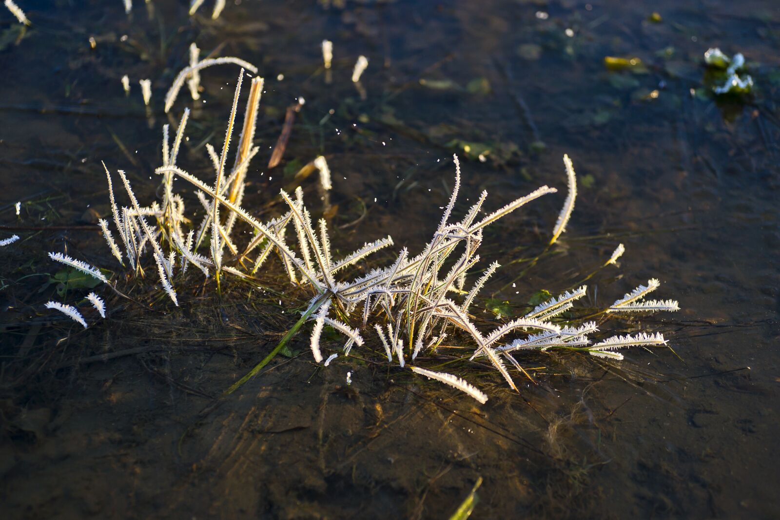 Sony Alpha DSLR-A850 sample photo. Lake, white, grass photography