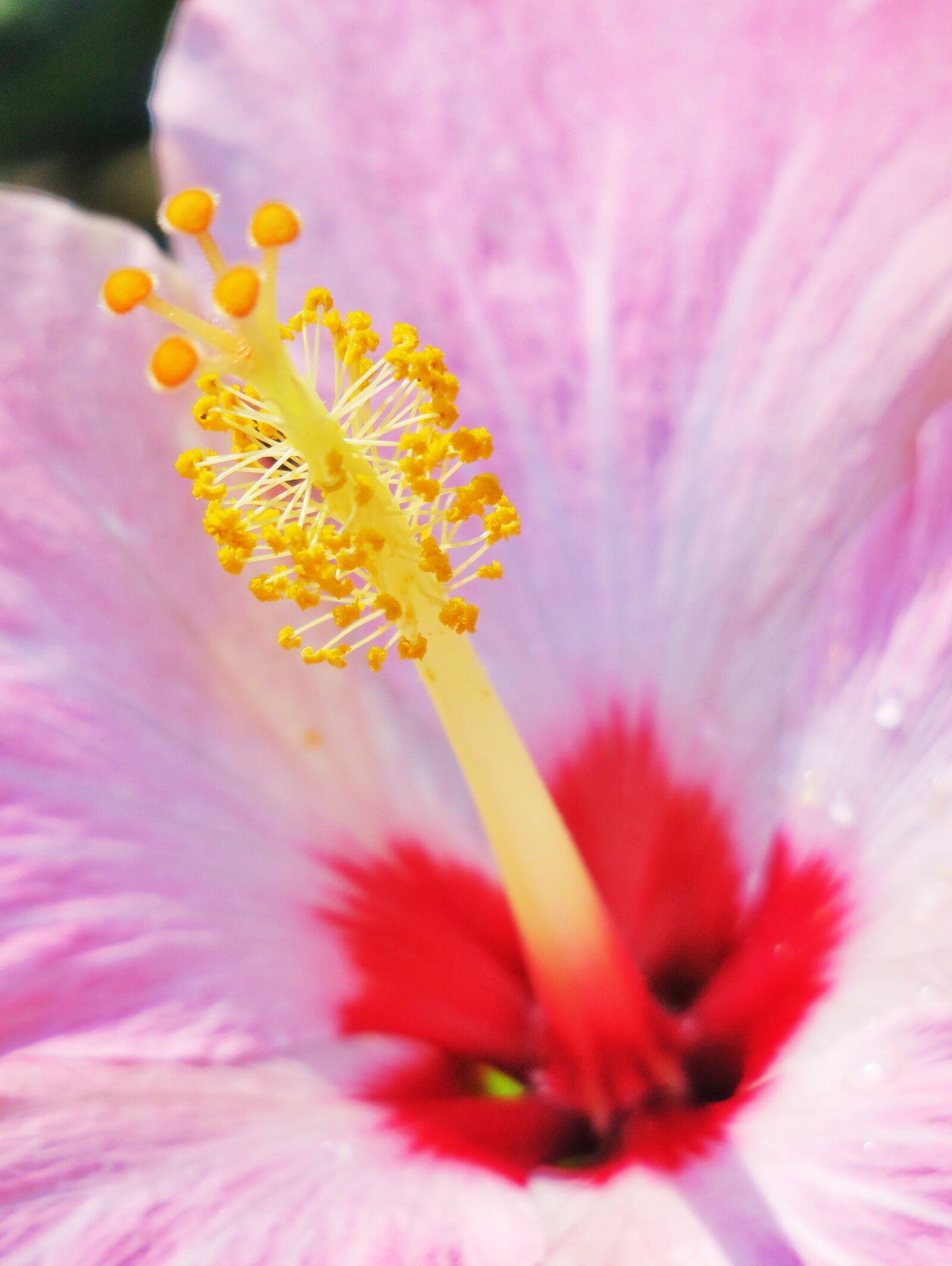 Canon PowerShot G3 X sample photo. Flower, plant, nature photography