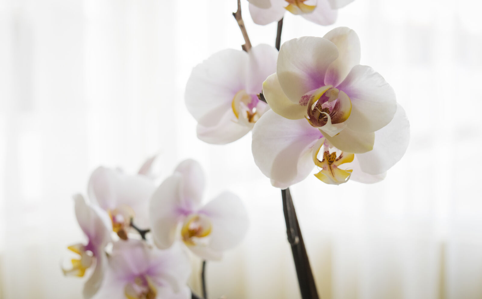 Nikon D3300 sample photo. Orchidaceae photography