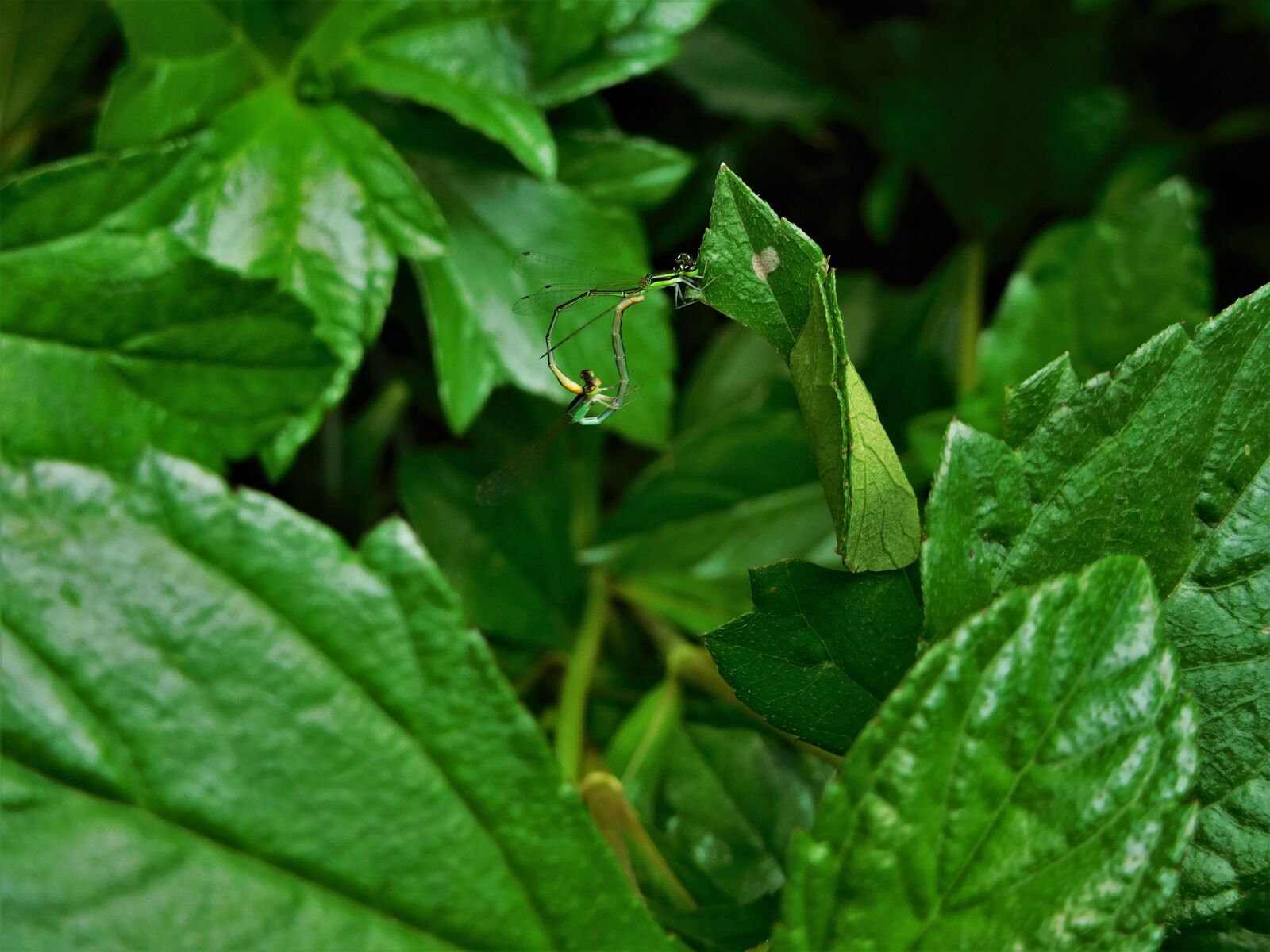 Nikon Coolpix S7000 sample photo. Leaves, insects, nature photography
