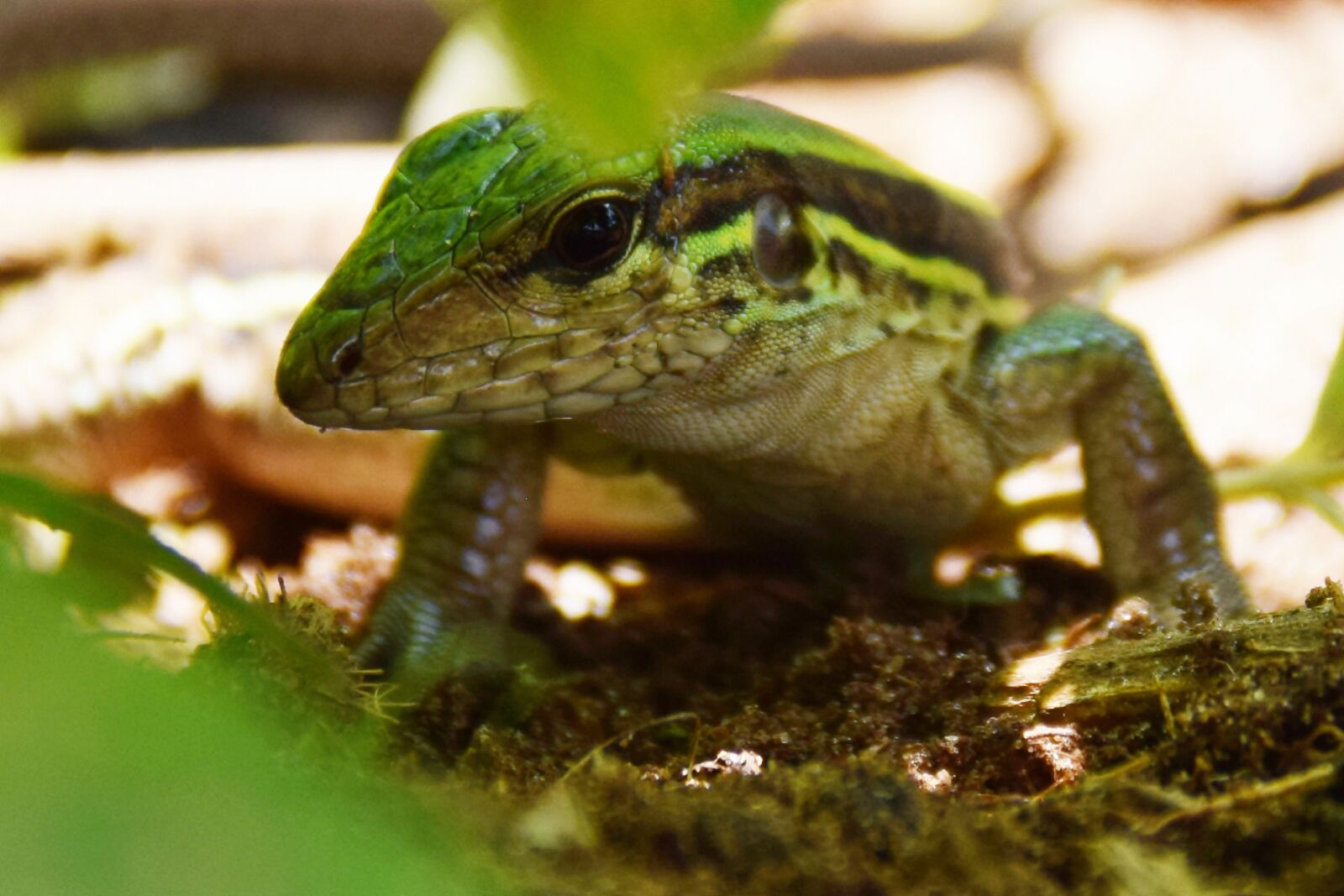 Nikon D5300 sample photo. Reptile, lizard, iguana photography