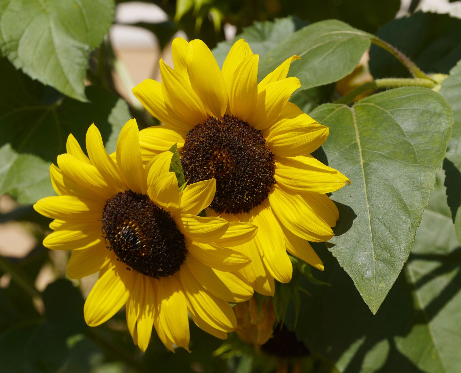 Olympus M.Zuiko Digital ED 60mm F2.8 Macro sample photo. Flowers, sunflower, yellow photography