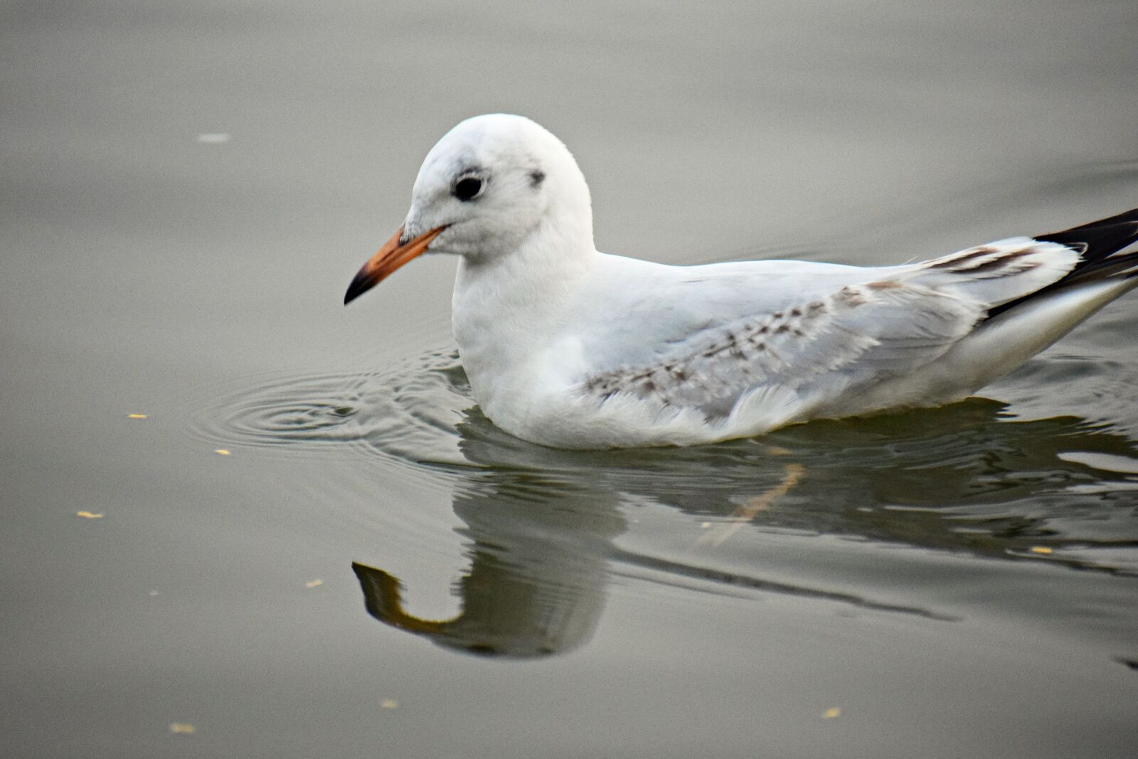 Nikon D3300 sample photo. Seagull, bird, sea photography