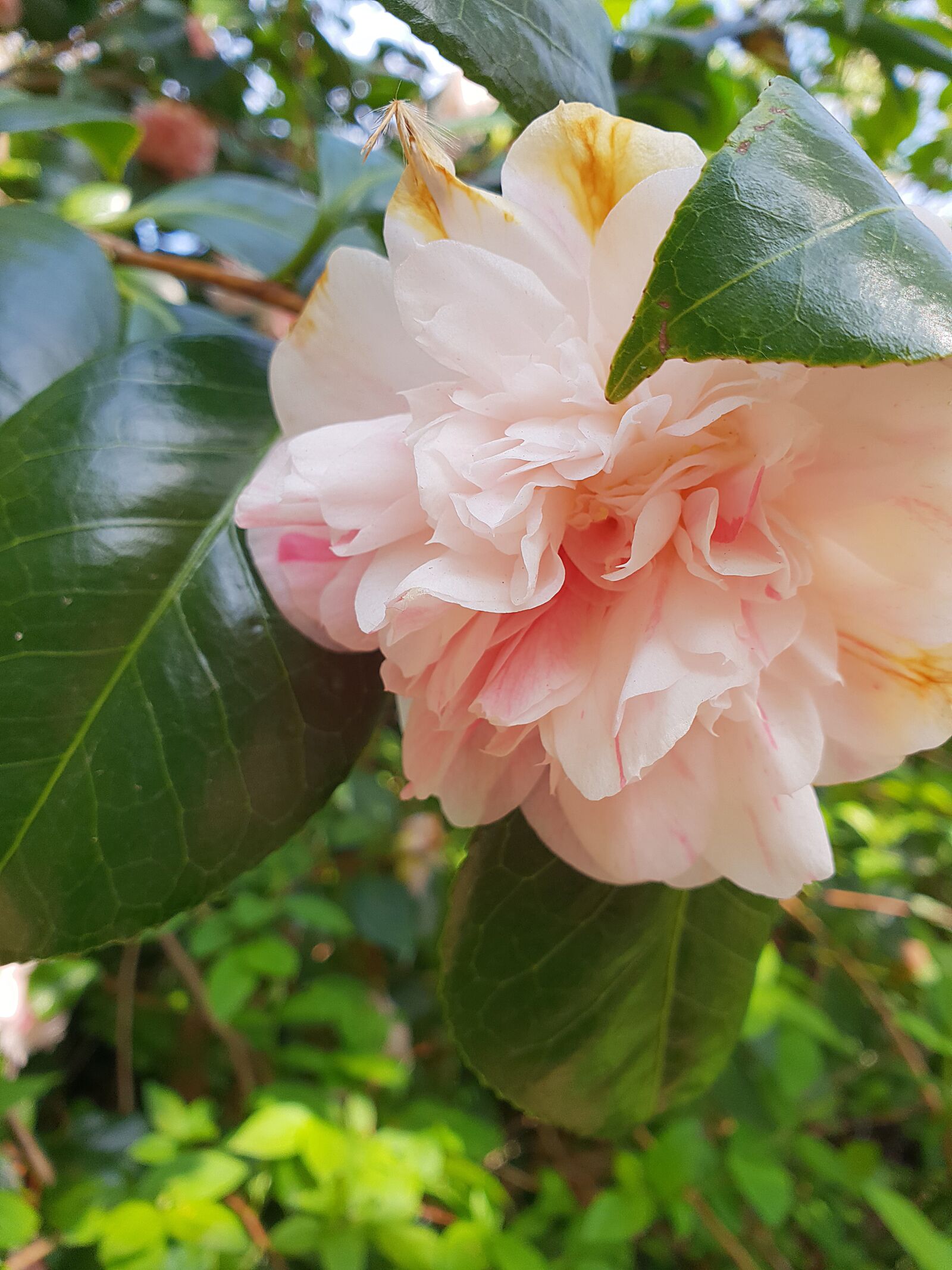 Samsung Galaxy S9 sample photo. Flowers, nature, blossom photography