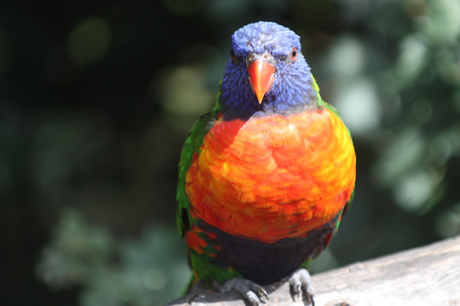 Canon EOS 450D (EOS Rebel XSi / EOS Kiss X2) sample photo. Parrot, bird, parrots photography