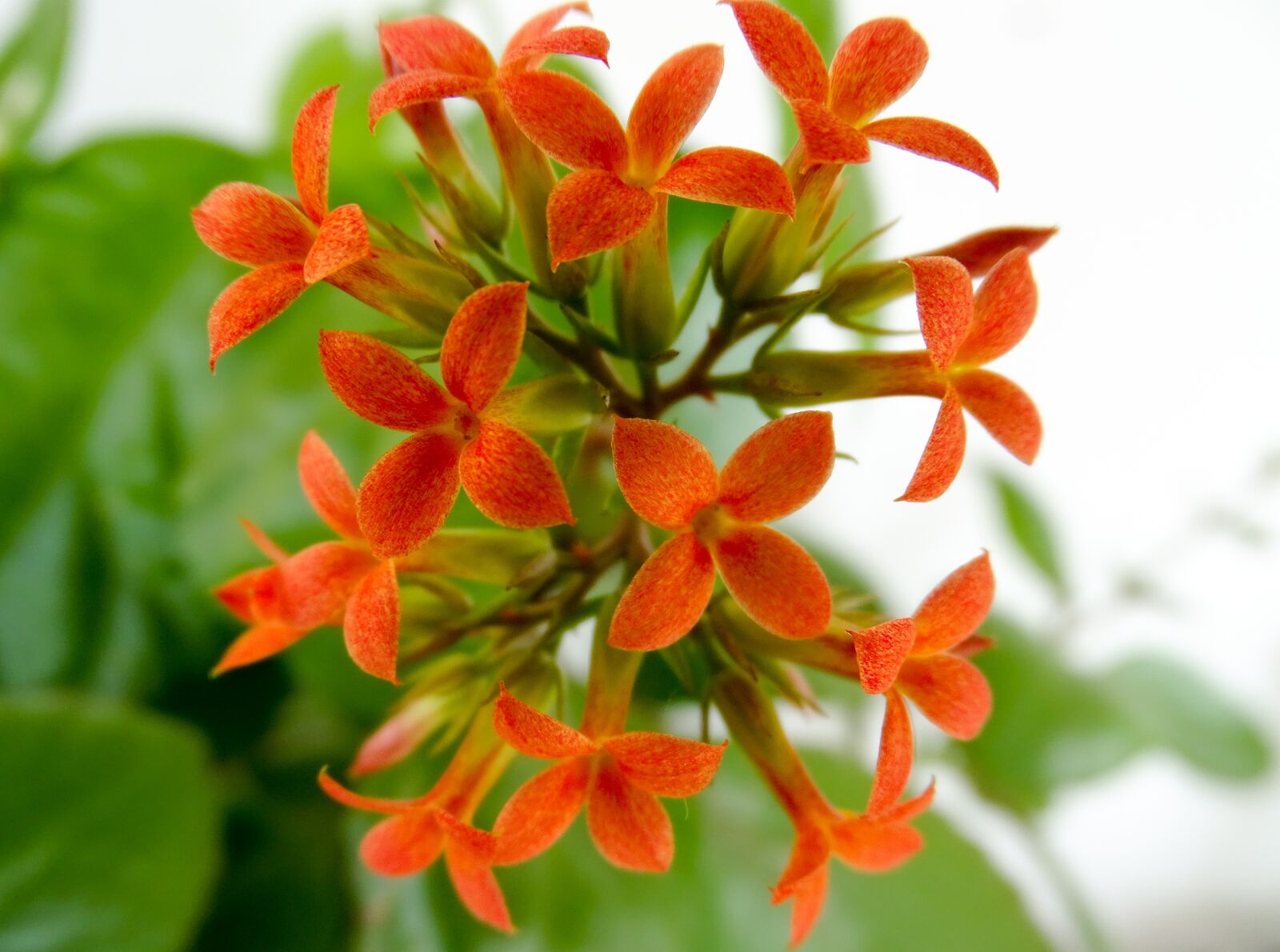 Sony Cyber-shot DSC-HX350 sample photo. Flower, spring, summer photography