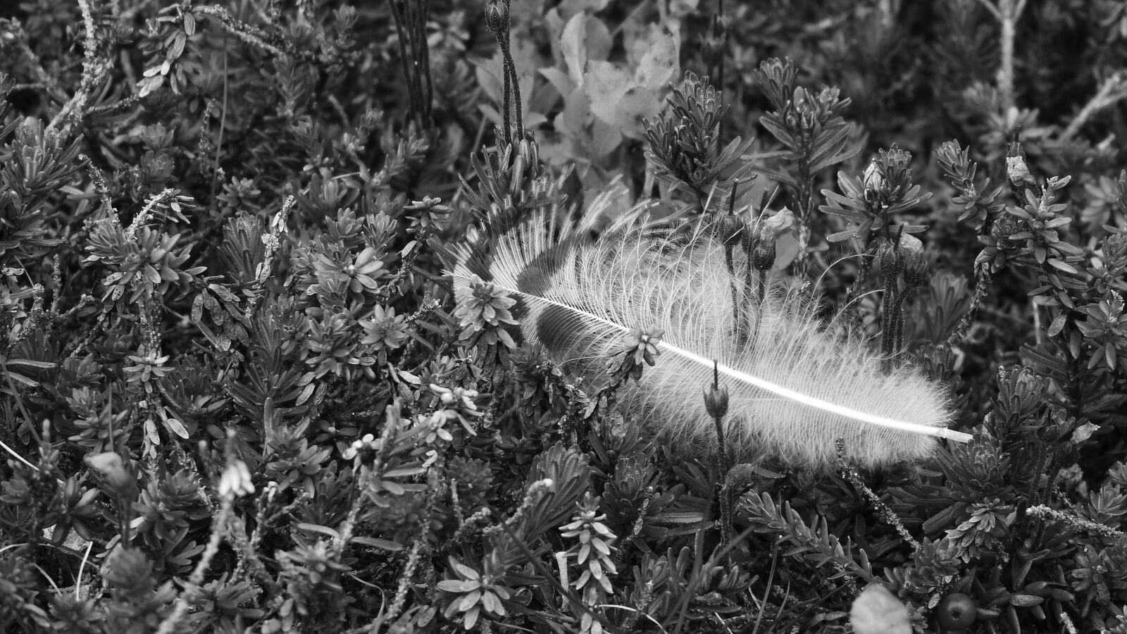 Nikon Coolpix P610 sample photo. Plumule, pen, in the photography
