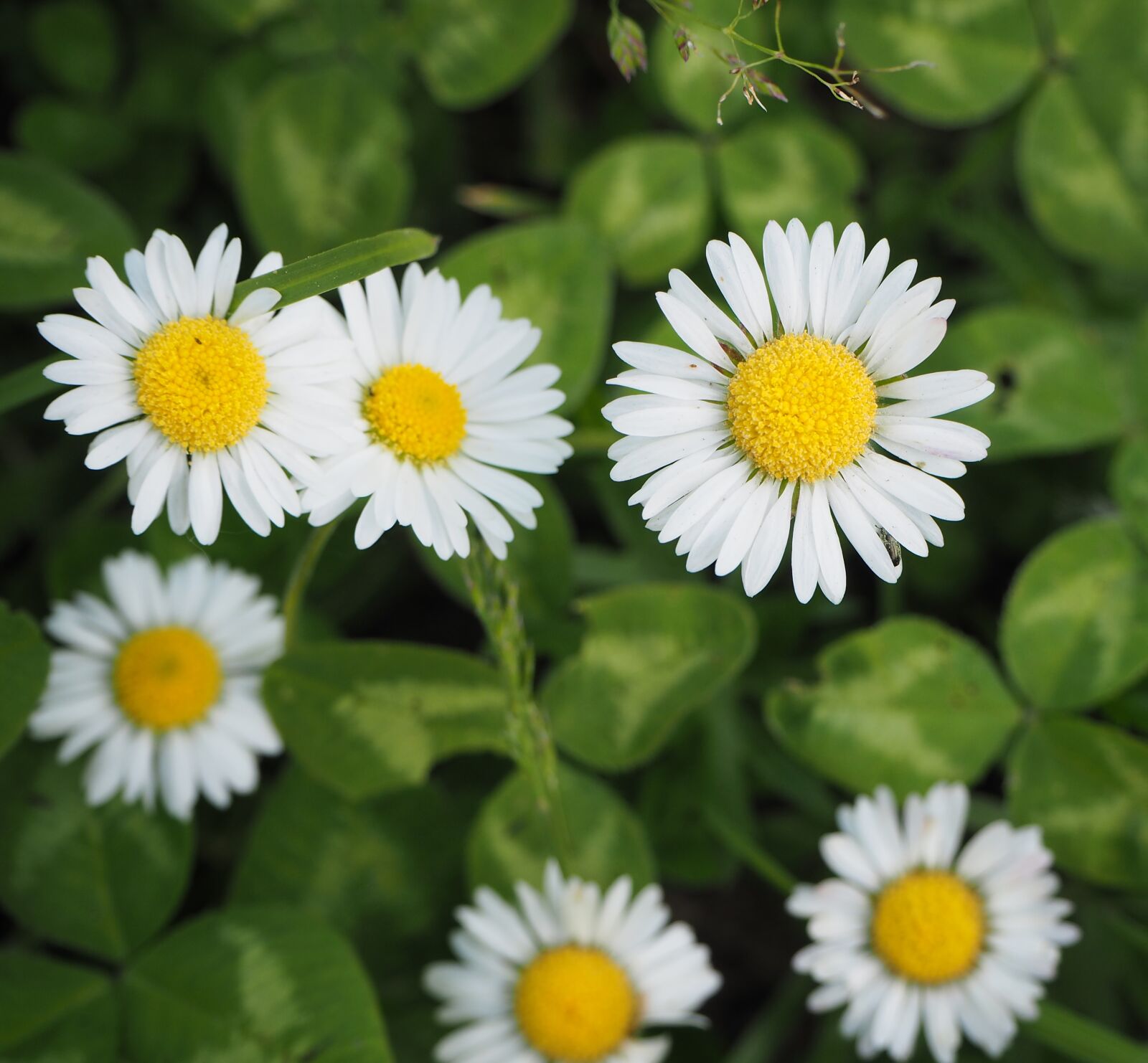 Olympus PEN E-PL7 sample photo. Daisy, flower, meadow flower photography
