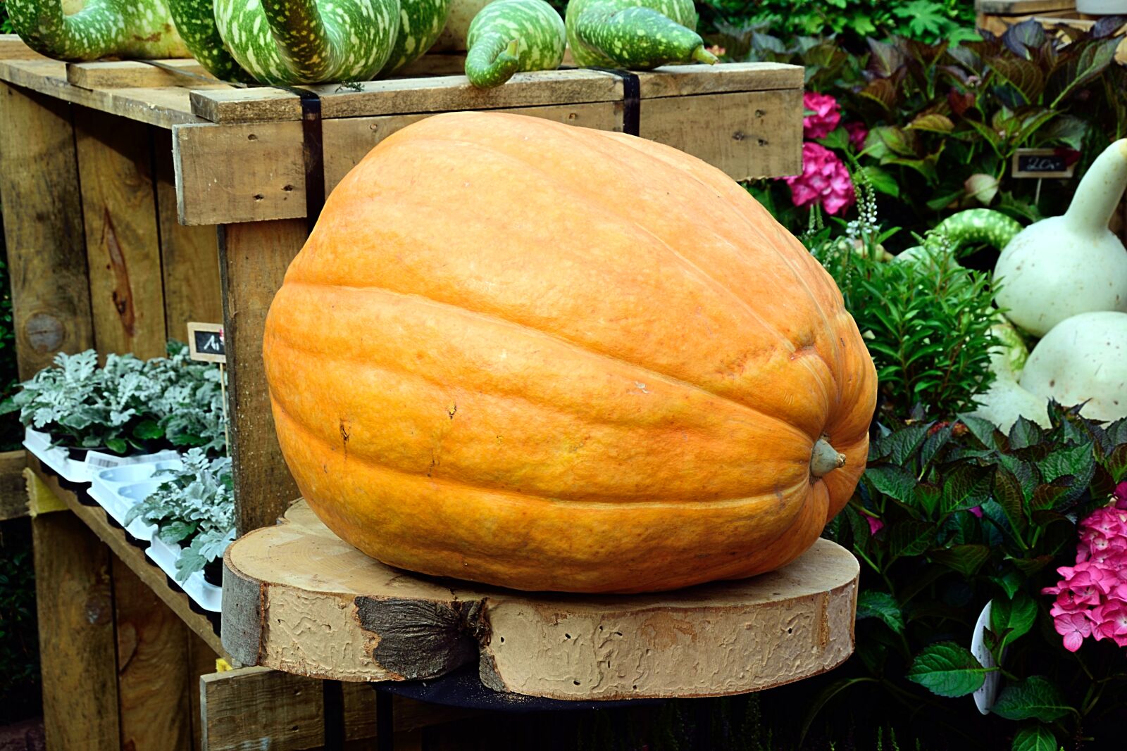 Nikon D3300 sample photo. Pumpkin, yellow, large photography