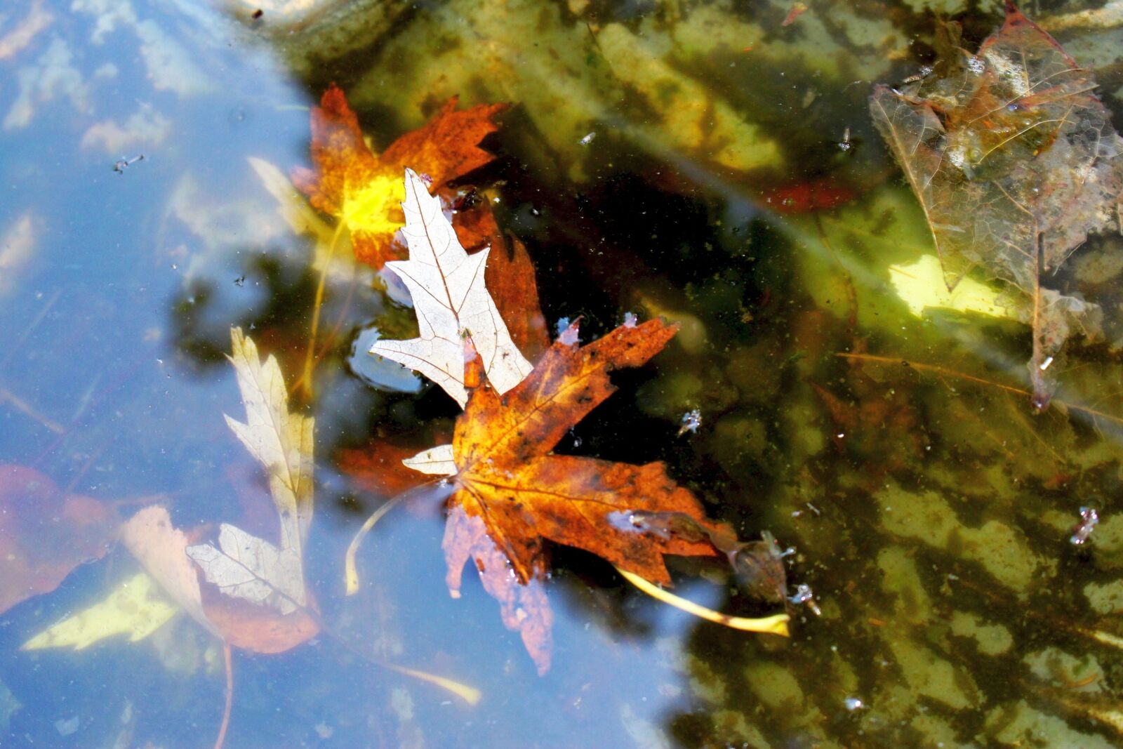 Canon EOS 700D (EOS Rebel T5i / EOS Kiss X7i) sample photo. Foliage, autumn, colorful photography