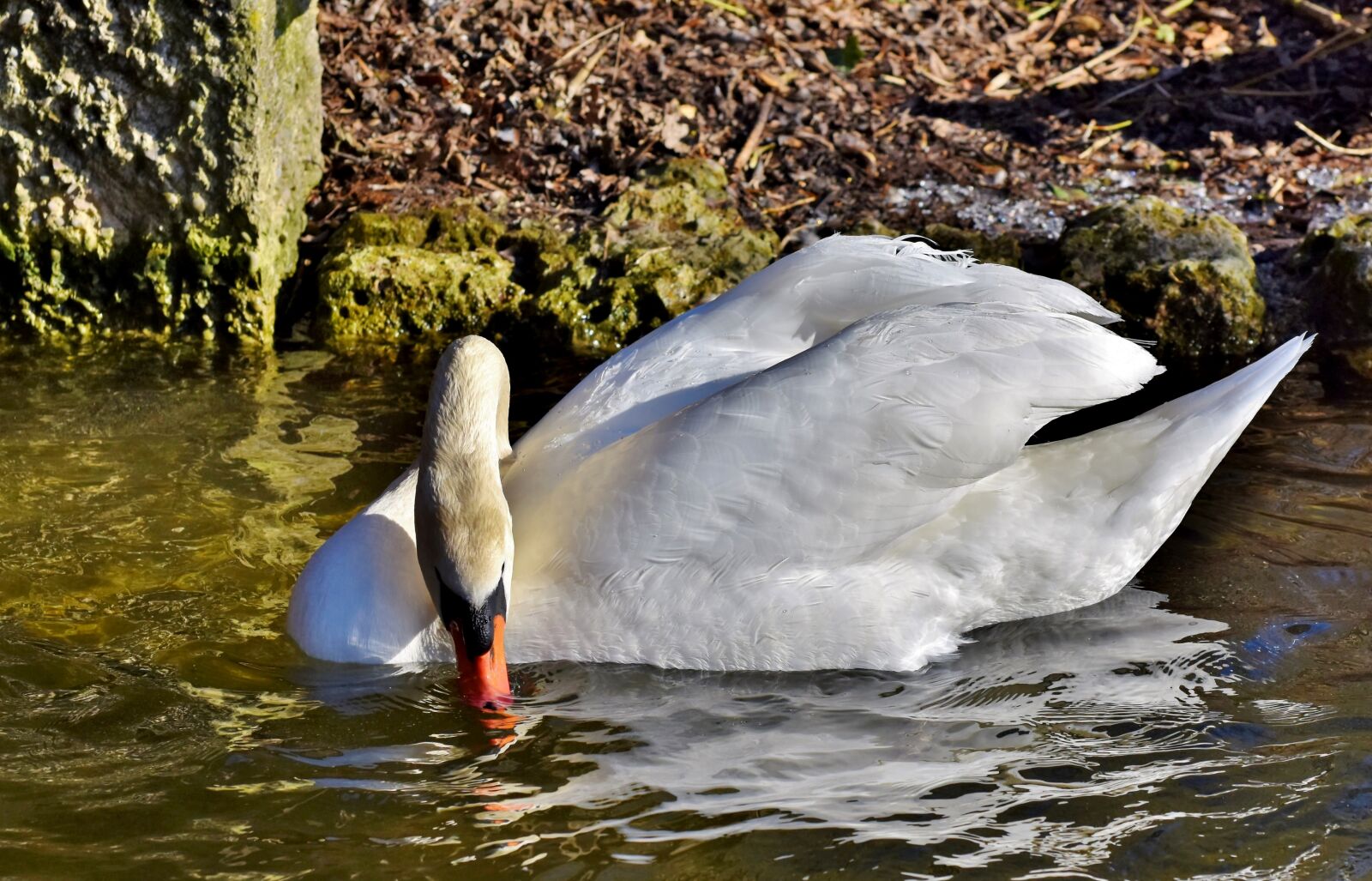Nikon D7200 sample photo. Swan, water bird, schwimmvogel photography