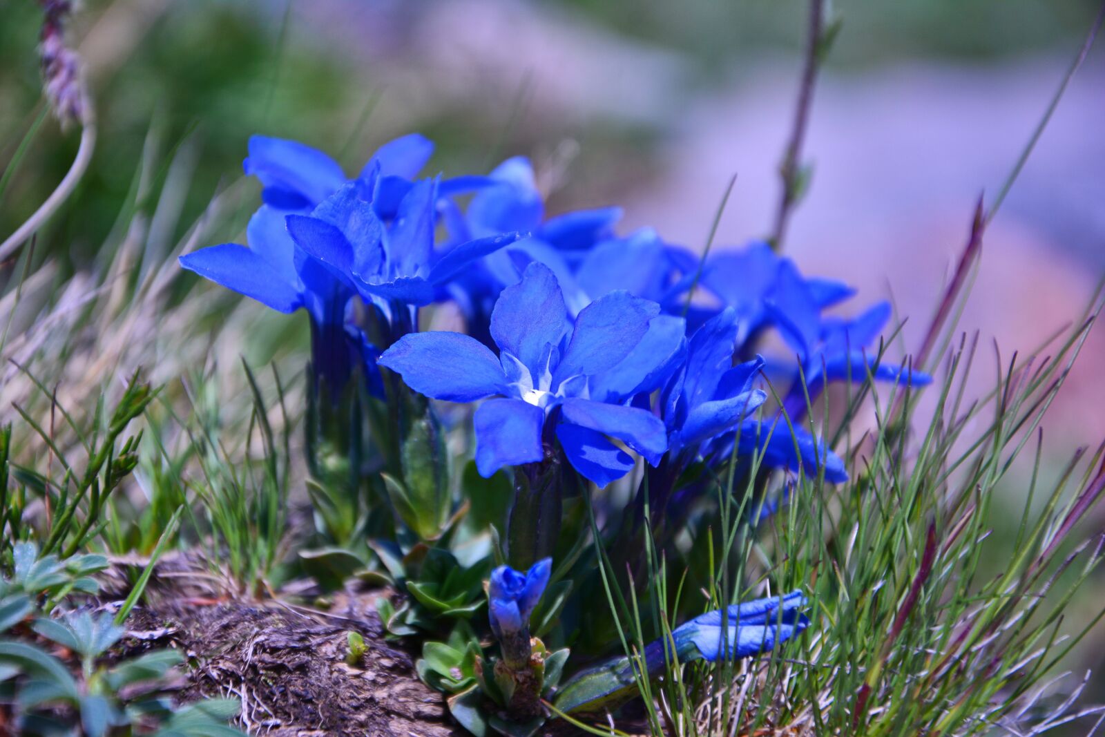 Nikon D7100 sample photo. Ispir, spring gentian, gentiana photography