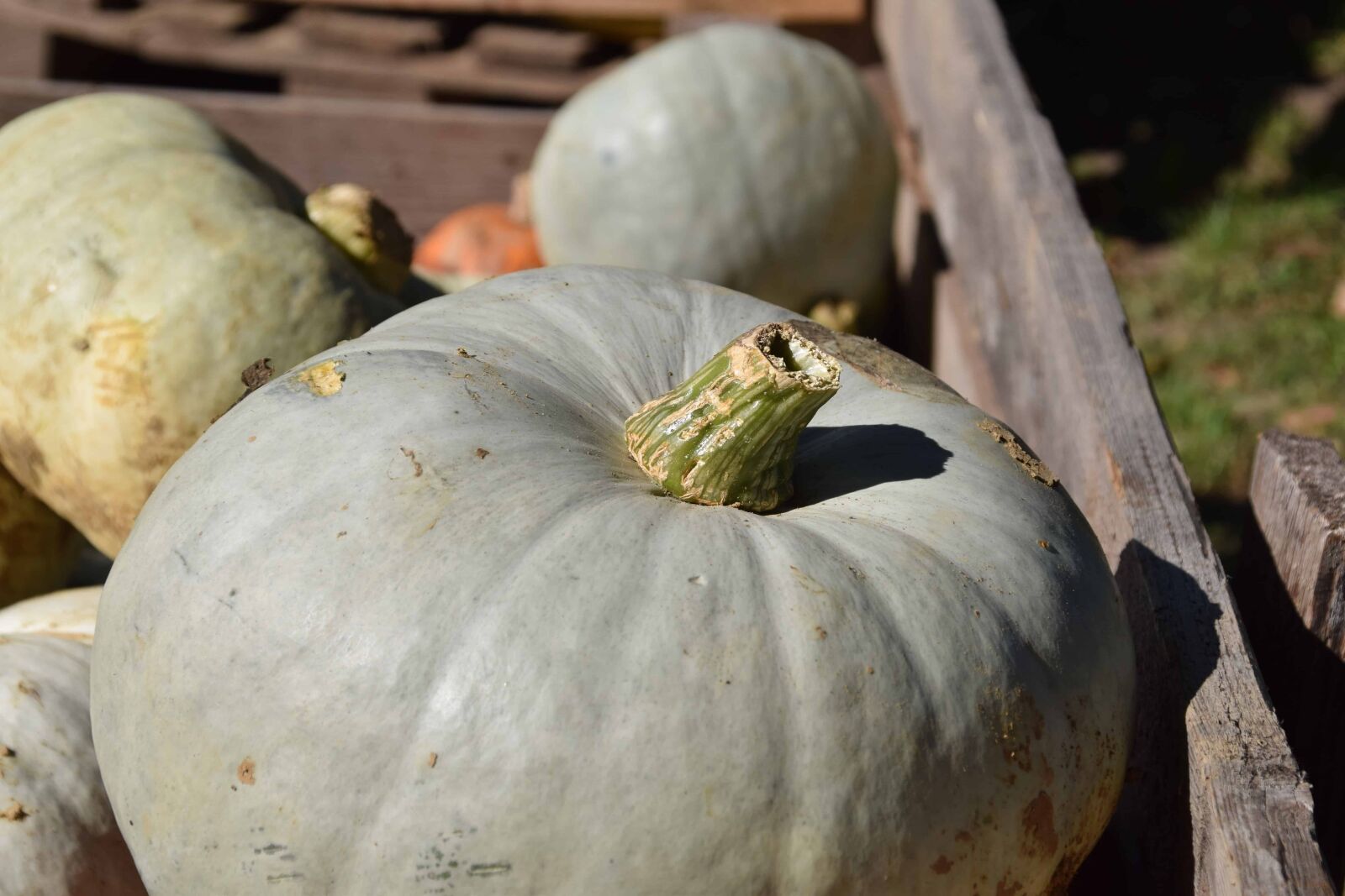 Nikon D3300 sample photo. Pumpkin, food, vegetable, autumn photography