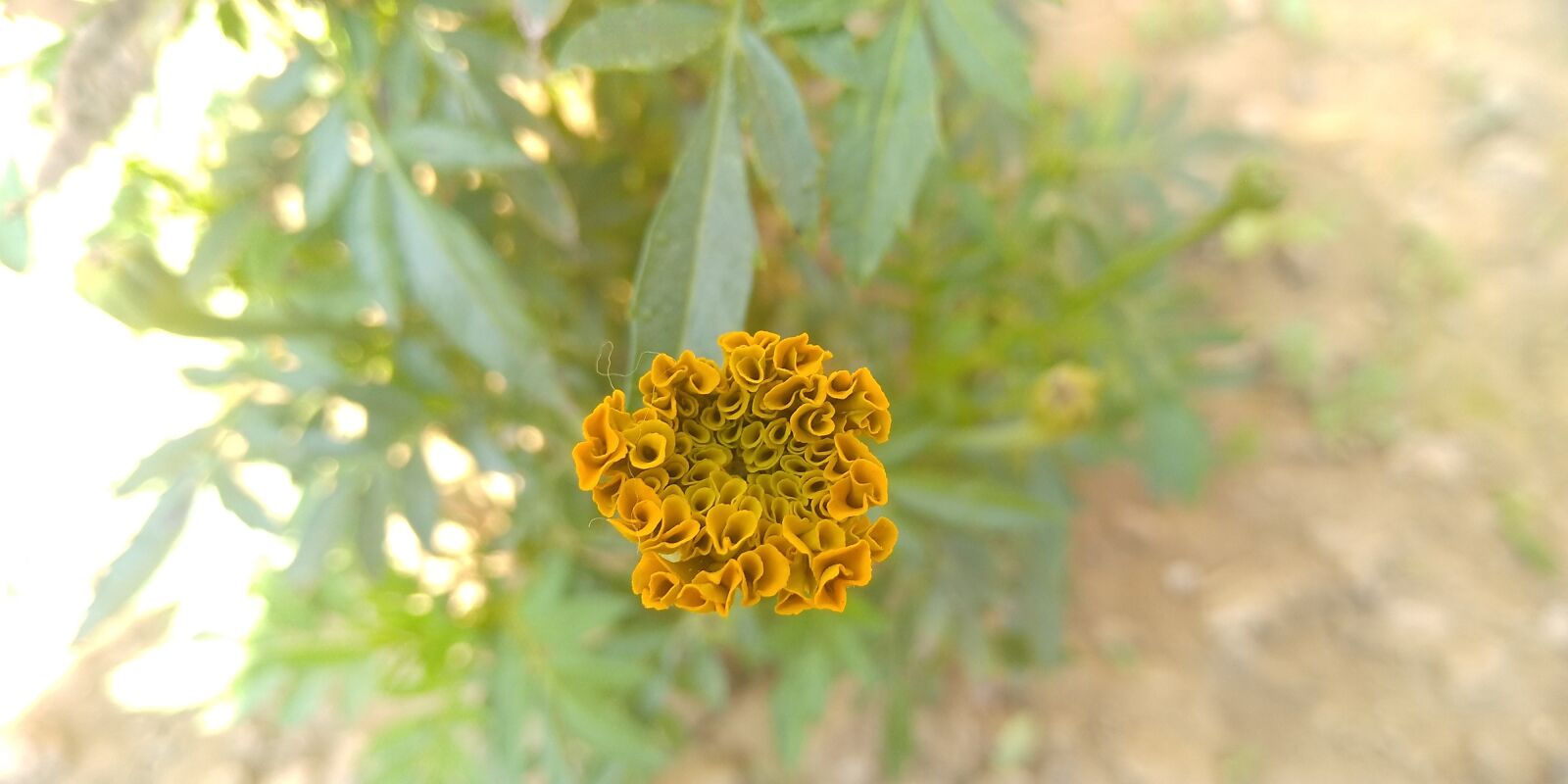 Xiaomi Redmi 5 sample photo. Flower, marigold, bloom photography