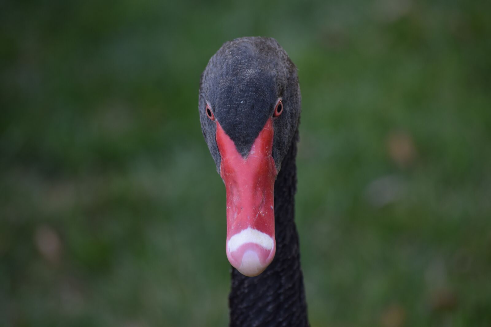 Nikon D3300 sample photo. Duck, white, ducks photography