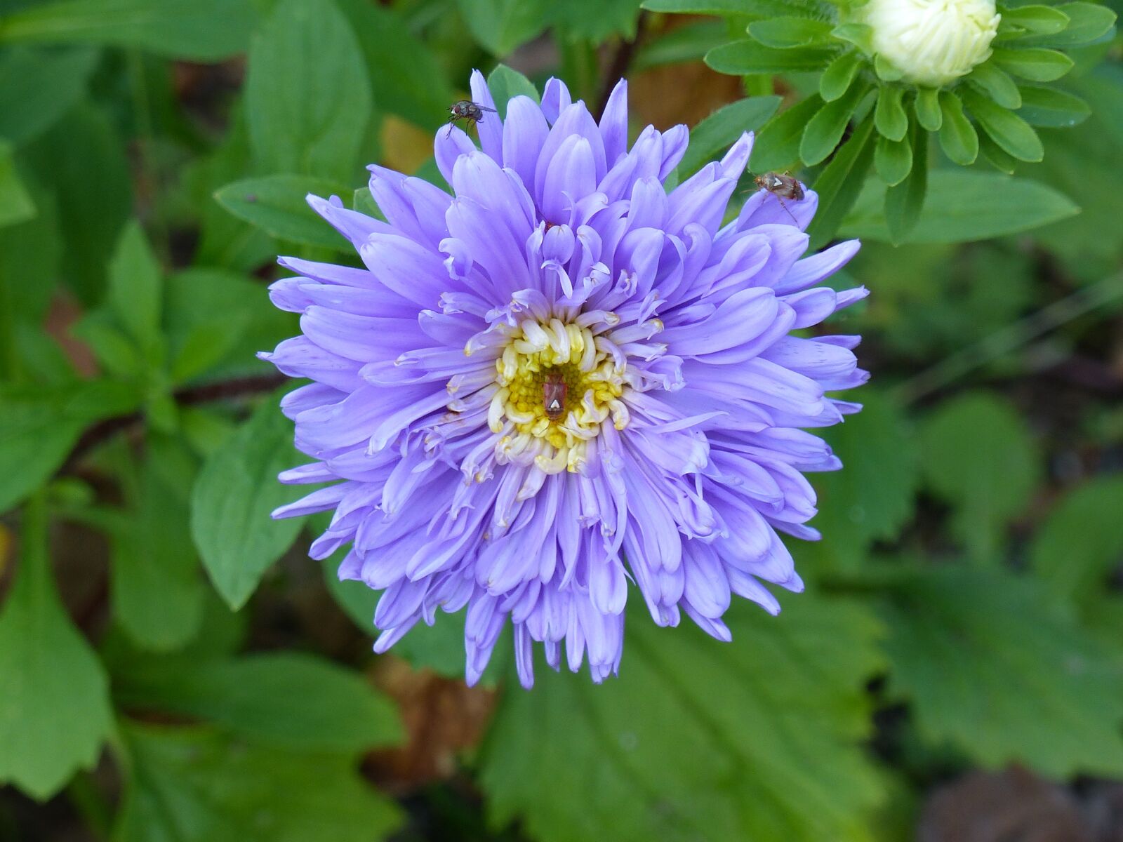 Panasonic Lumix DMC-FZ200 sample photo. Aster, autumn, flower photography
