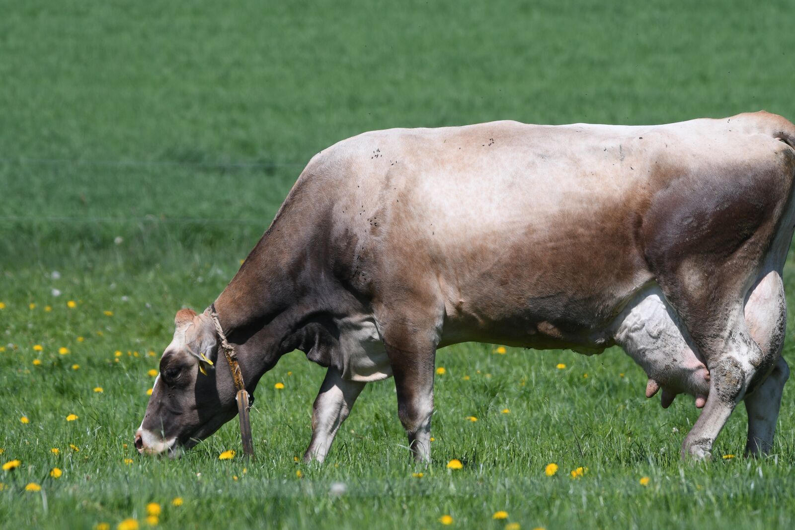 Nikon D500 sample photo. Cow, beef, pasture photography