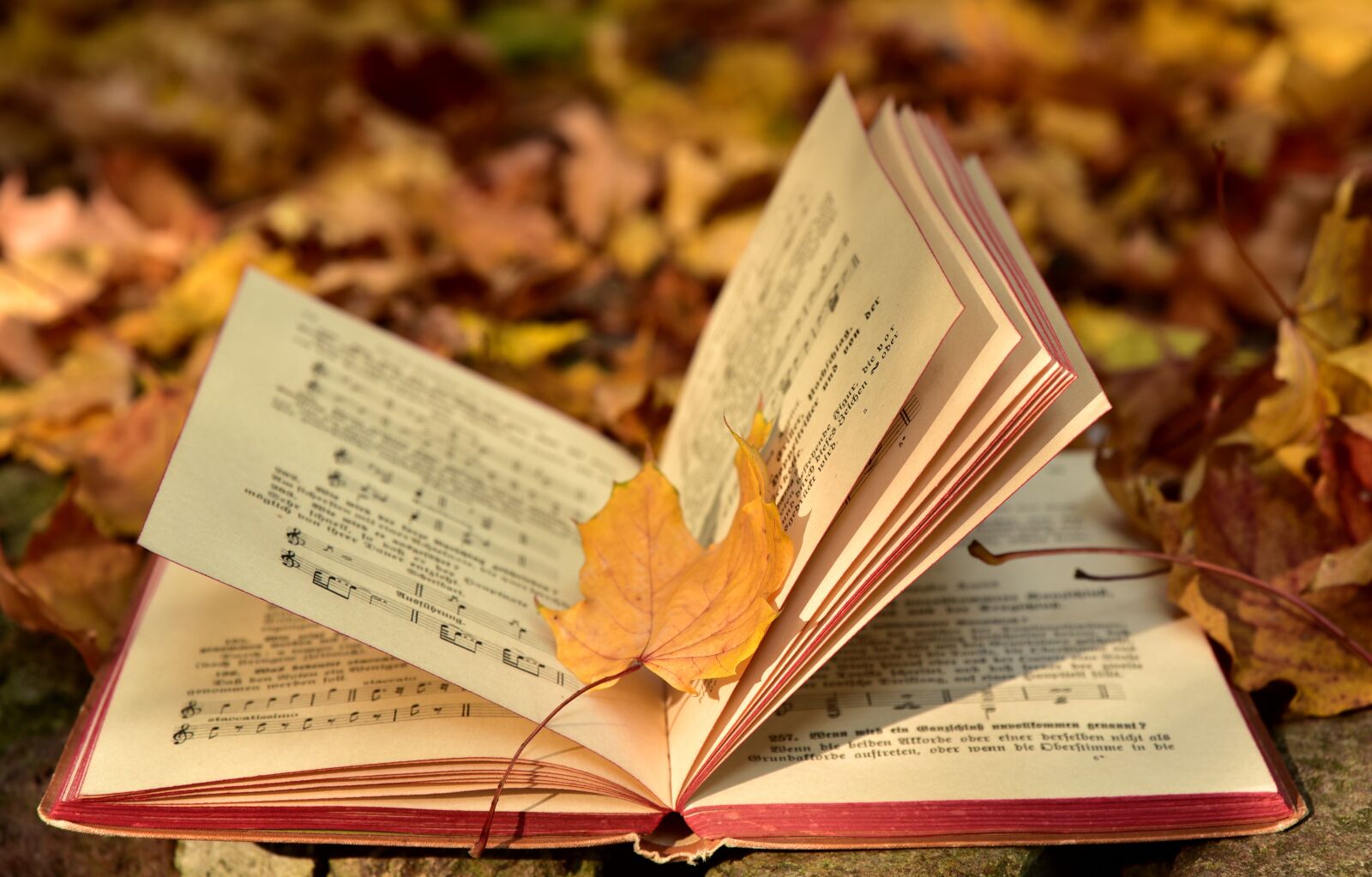 Nikon D750 sample photo. Book, autumn, leaf photography