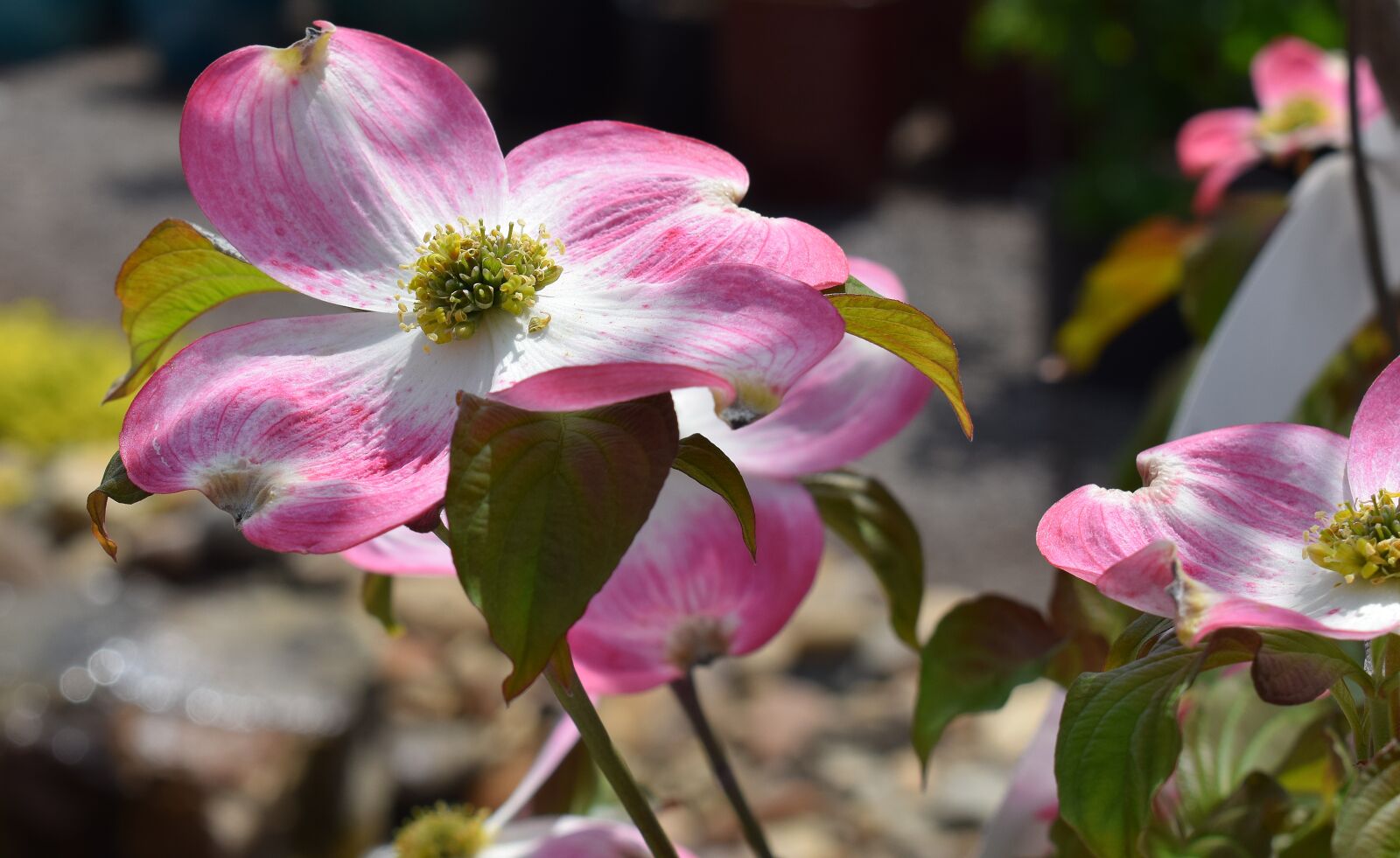 Nikon D3300 sample photo. Dogwood flower, flower, blossom photography