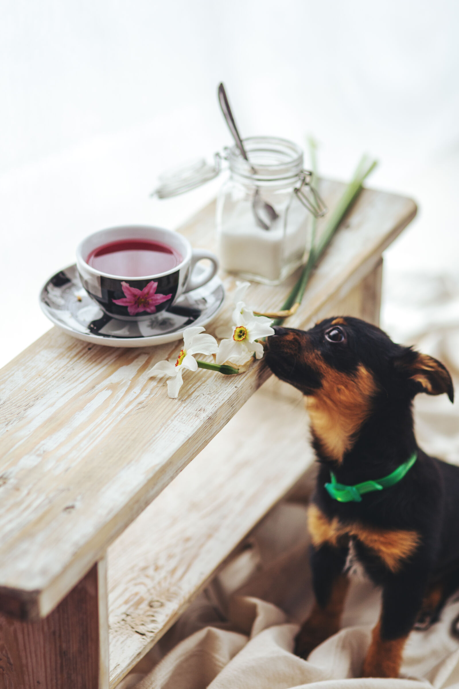 Sigma 85mm F1.4 EX DG HSM sample photo. Puppy, smells, the, flowers photography
