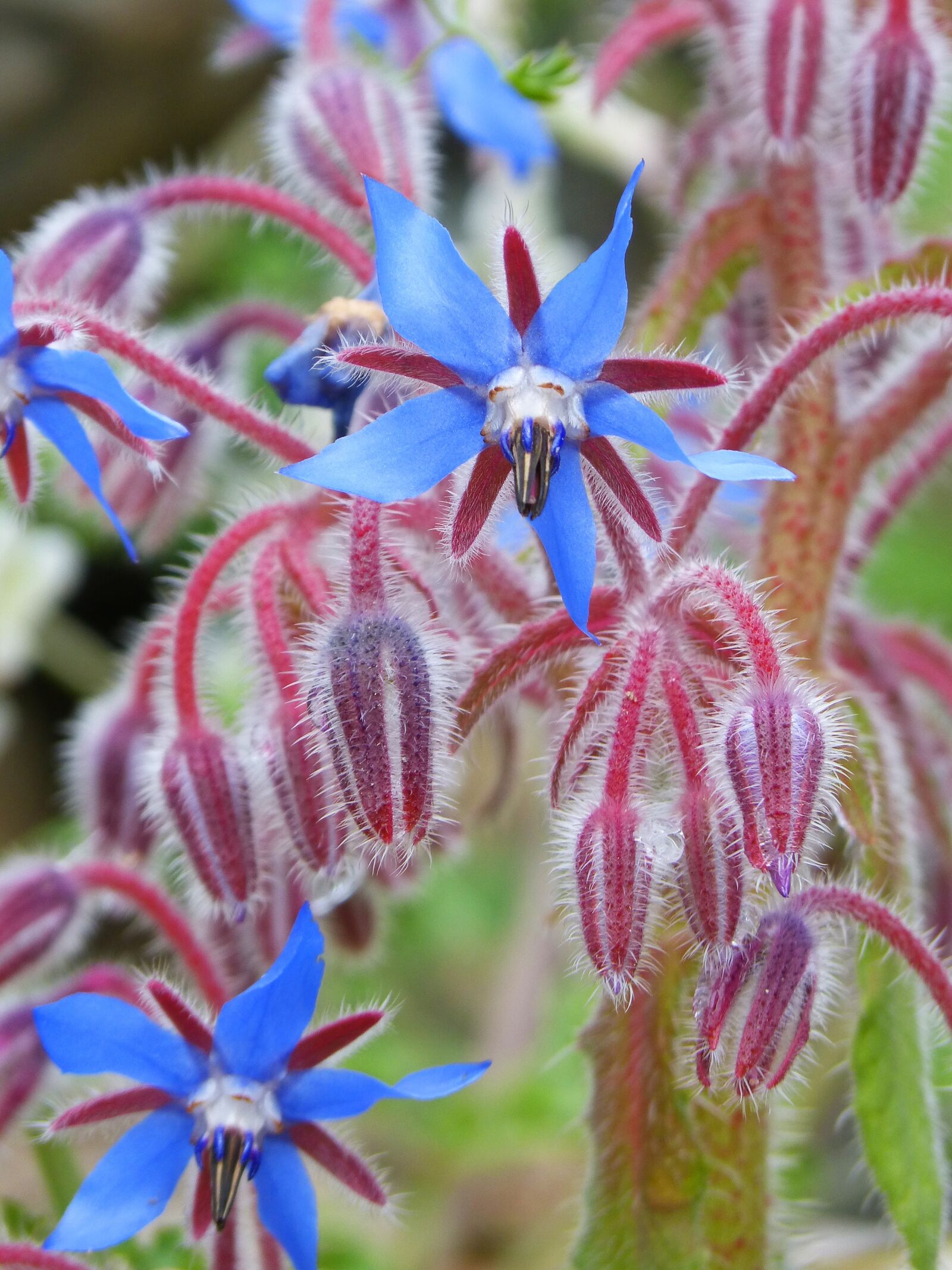 Panasonic DMC-FZ62 sample photo. Borago officinalis, borage, wild photography